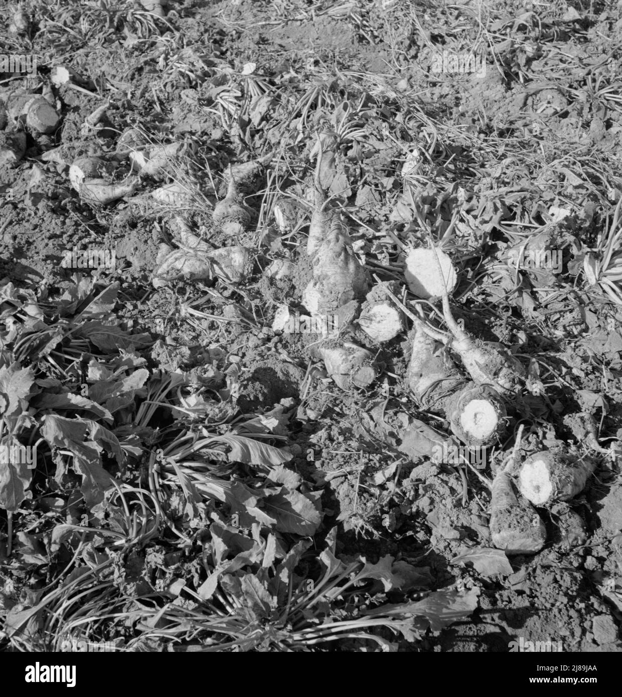 Topped sugar beets lying in field. Tossed by hand into truck, then hauled to factory near Nyssa, Malheur County, Oregon. Stock Photo