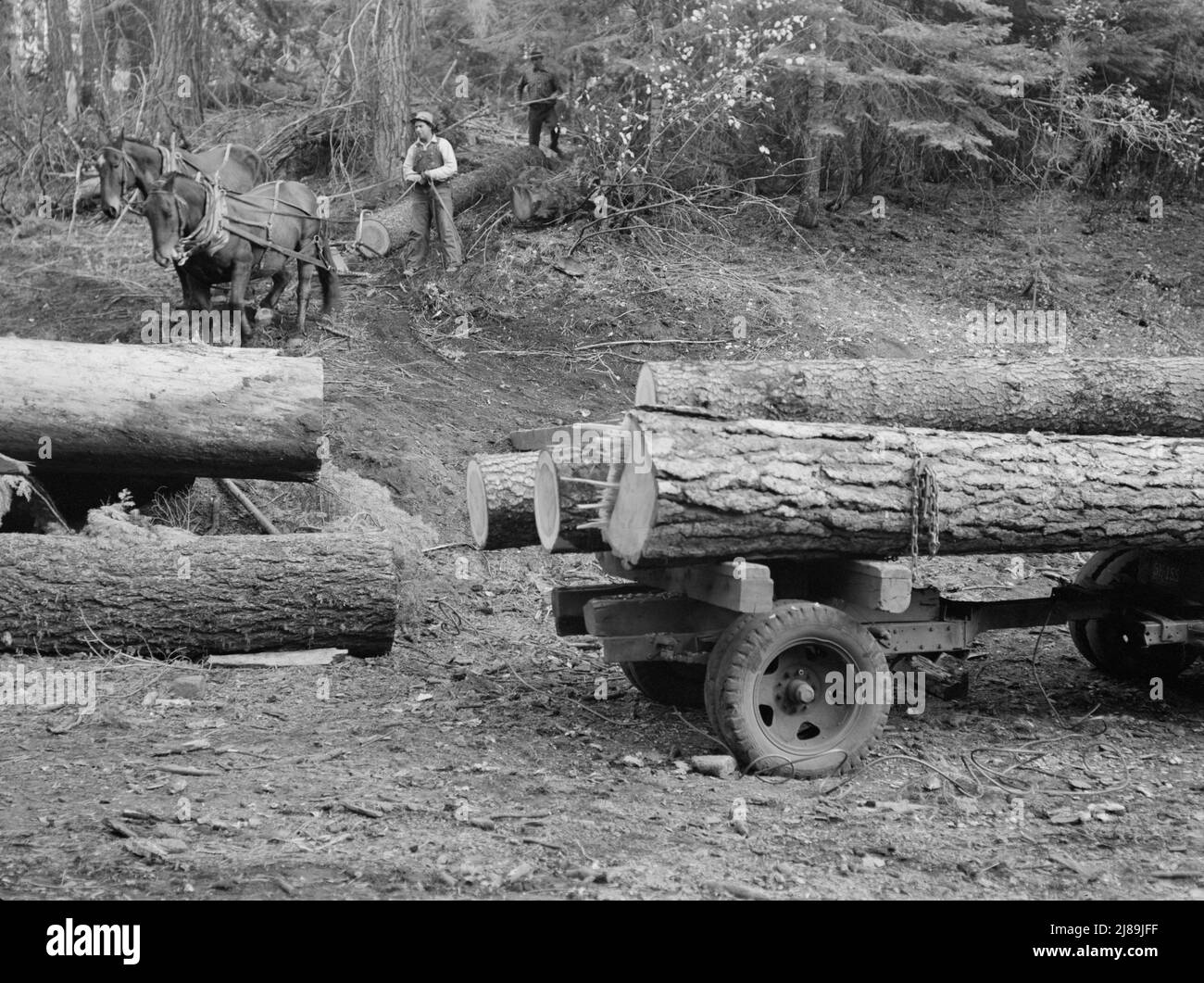 Members of Ola selfhelp sawmill coop snaking a fir log down to the