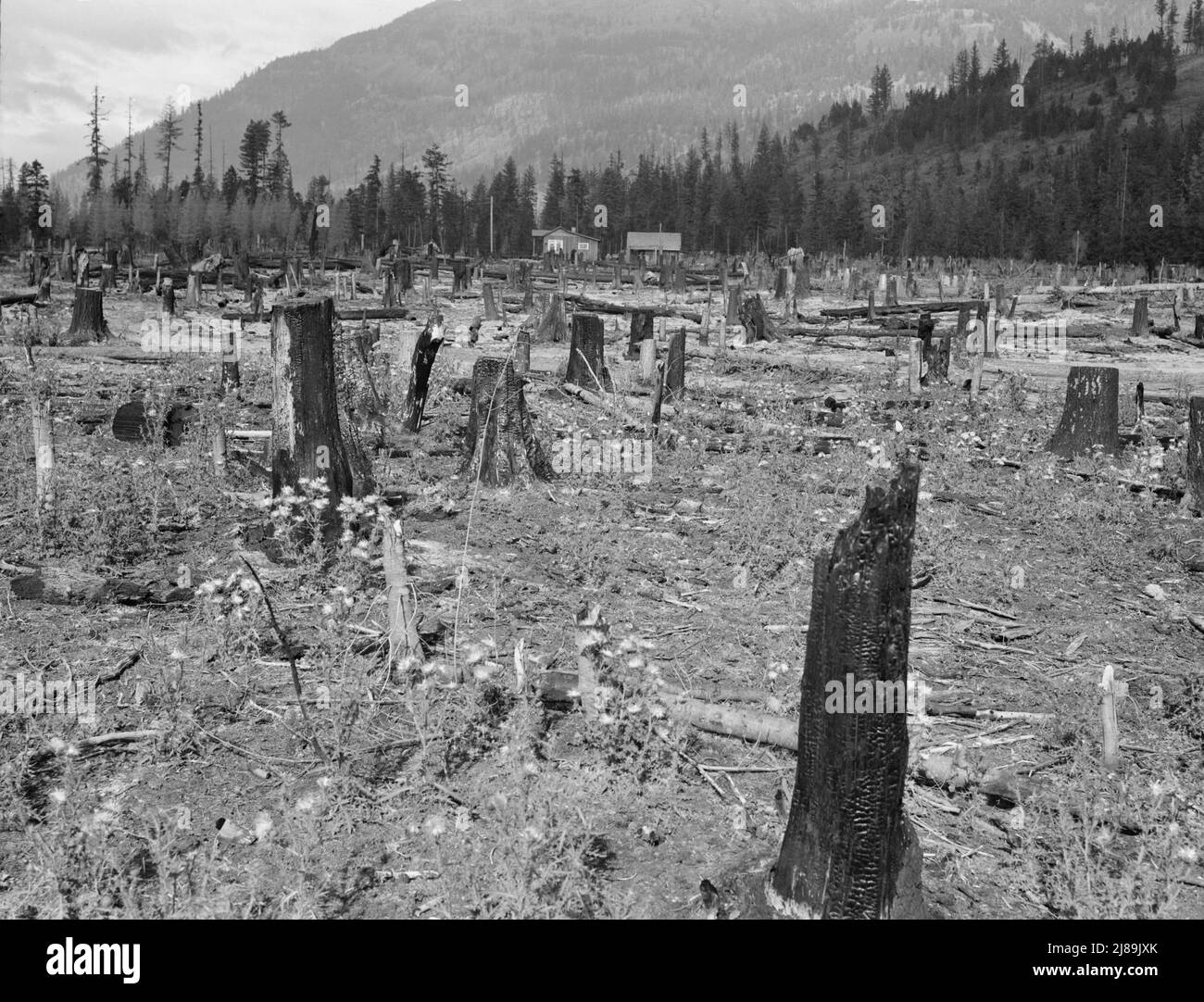 New farm home. Note second growth timber and portion of their uncleared
