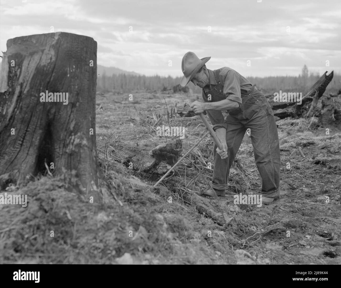 Shows method of pulling tomarack stump. Drilling hole for dynamite with auger. Box holds powder