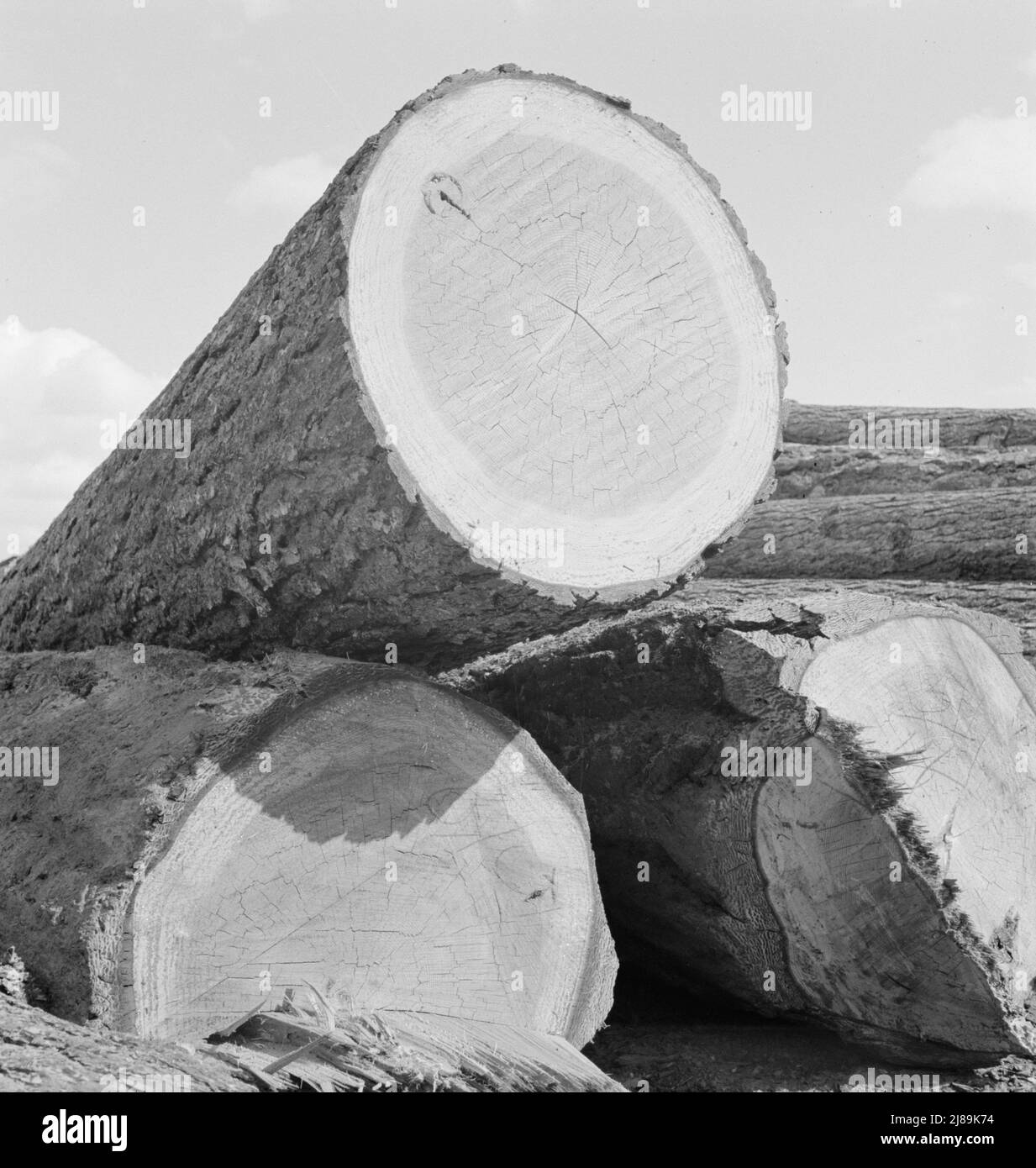 Logs piled in the mill yard. Keno, Klamath County, Oregon. Stock Photo