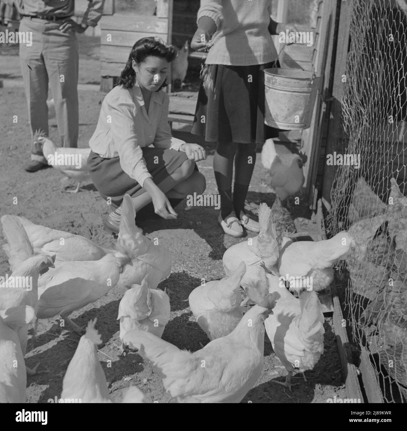 Daytona Beach, Florida. Bethune-Cookman College. Students on the agricultural school farm feeding chickens. Stock Photo
