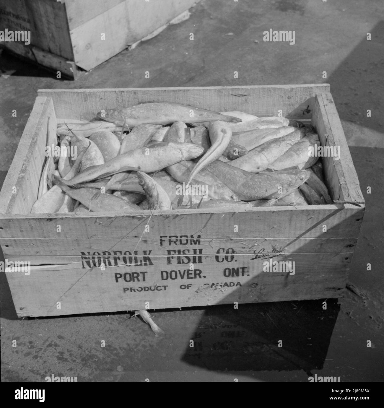 New York, New York. A box of fish shipped from Port Dover, Ontario. Stock Photo
