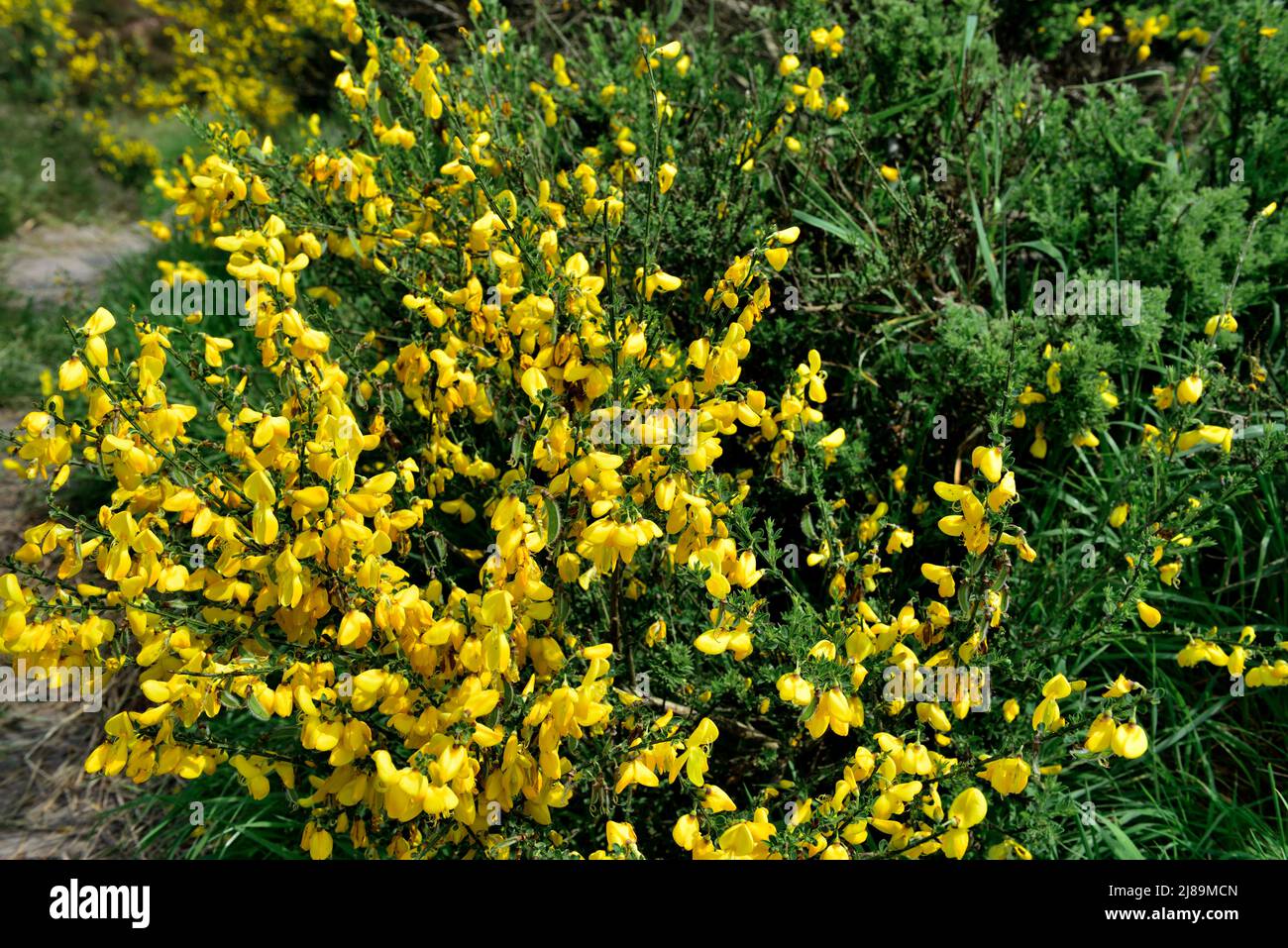 UK native common broom, Cytisus scoparius, growing by footpath on Bristol Troopers' Hill former mining area now park and nature reserve, UK Stock Photo