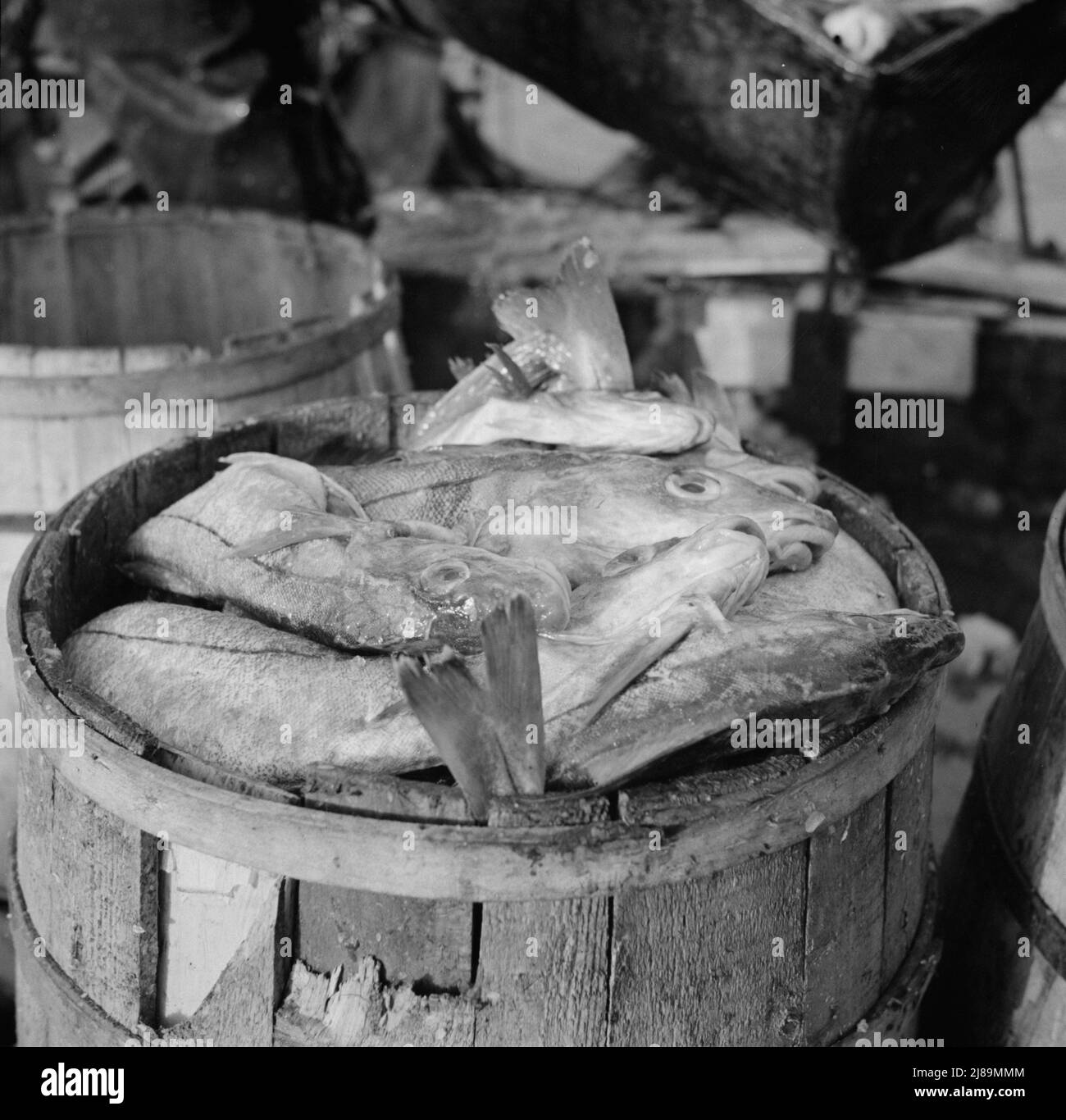 New york seafood Black and White