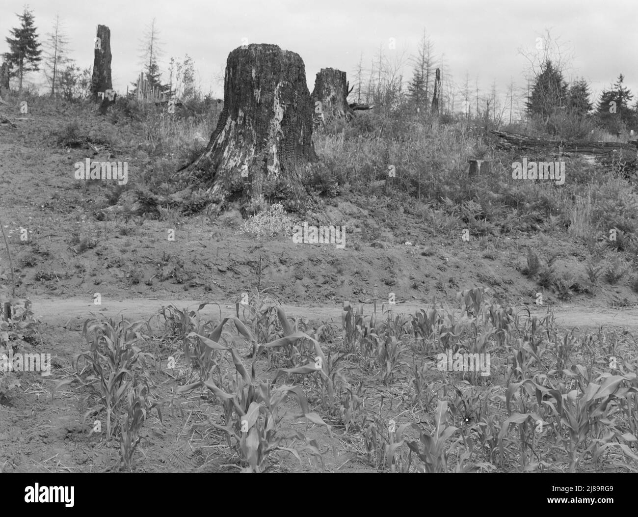 Shows charater of the land in the hills surrounding Elma. Western Wasington, Grays Harbor County, three miles north of Elma. Stock Photo