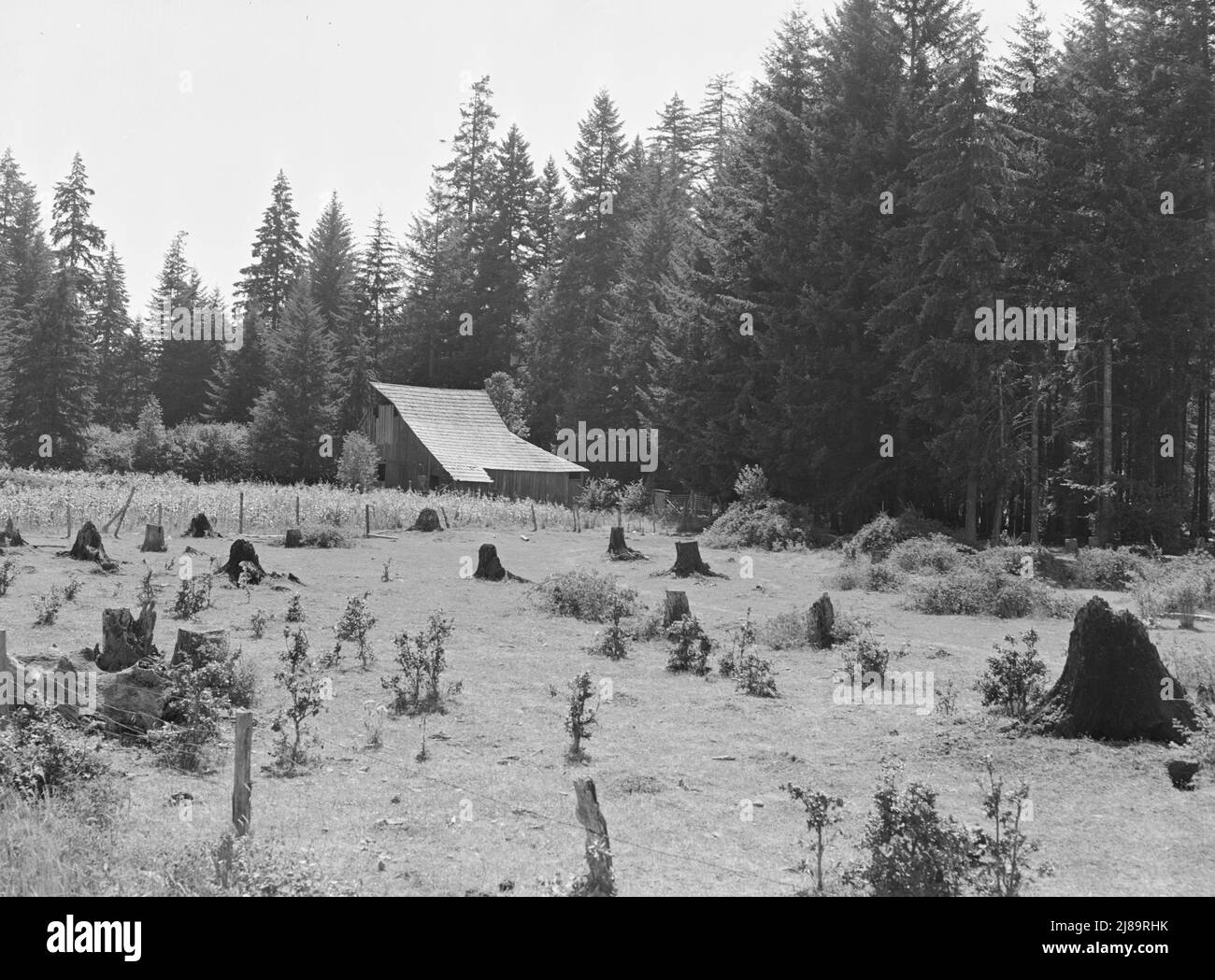 Western Washington stock farm. Washington, Lewis County. Stock Photo