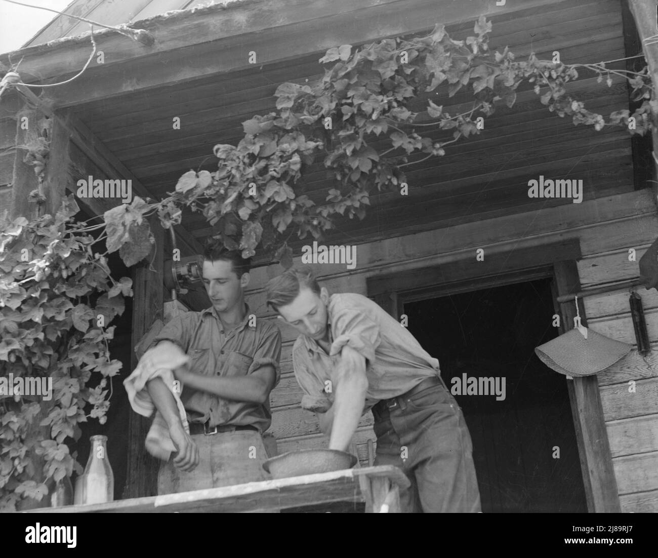 Oregon. Independence, Polk County. Hop farmer's sons, washing for noon meal on back porch. They supervise the migratory workers in the field and tend to the weighing of hops. [Note hop vine growing on porch]. Stock Photo