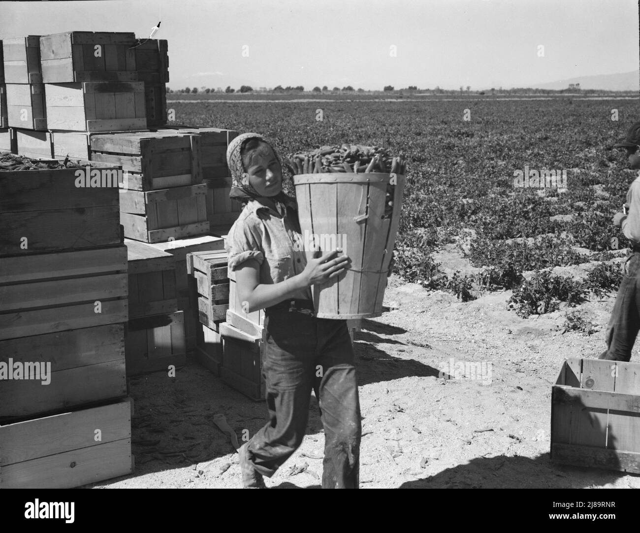 Pea picker. Imperial Valley, California. Stock Photo