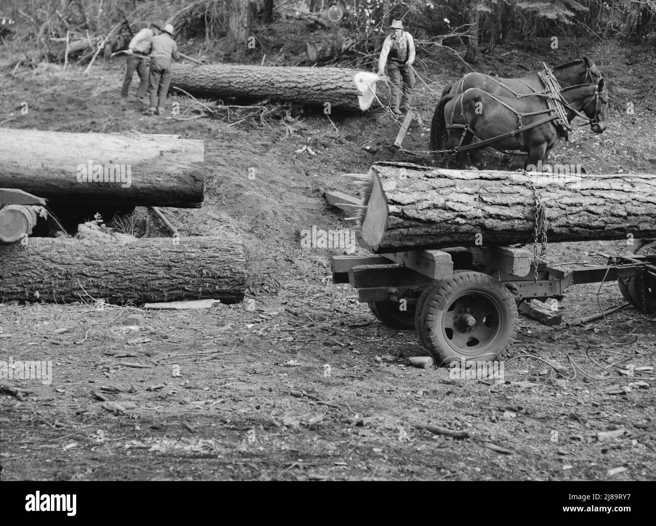 Members of Ola selfhelp sawmill coop rolling white fir log to lumber