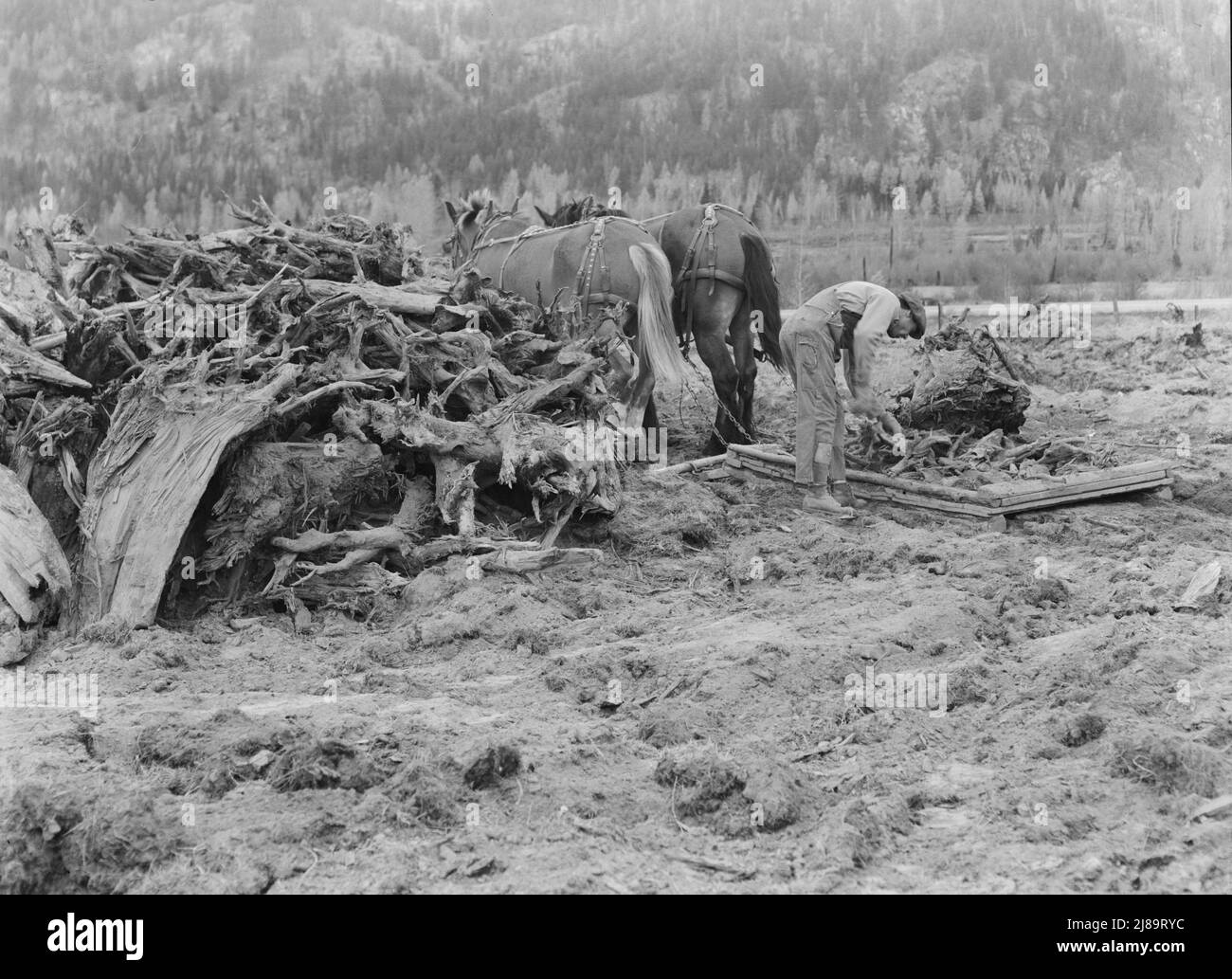 Exlumber mill worker clears eightacre field after bulldozer has