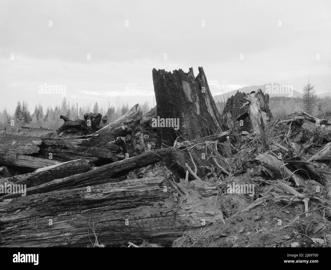Stumps on Cox farm piled and ready for burning. Bonner County, Idaho. Stock Photo
