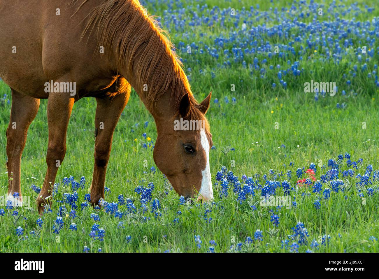Horse with near San Antonio, Texas Stock Photo Alamy
