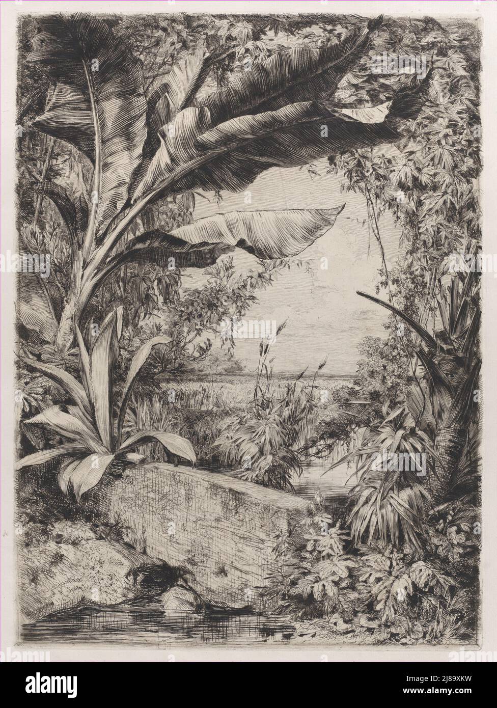 Tropical Plants, 1863 Stock Photo Alamy