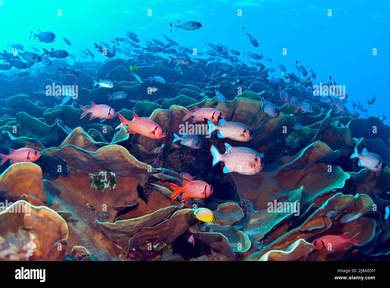 Soldierfishes at Ulong Channel, Palau, Micronesia Stock Photo - Alamy