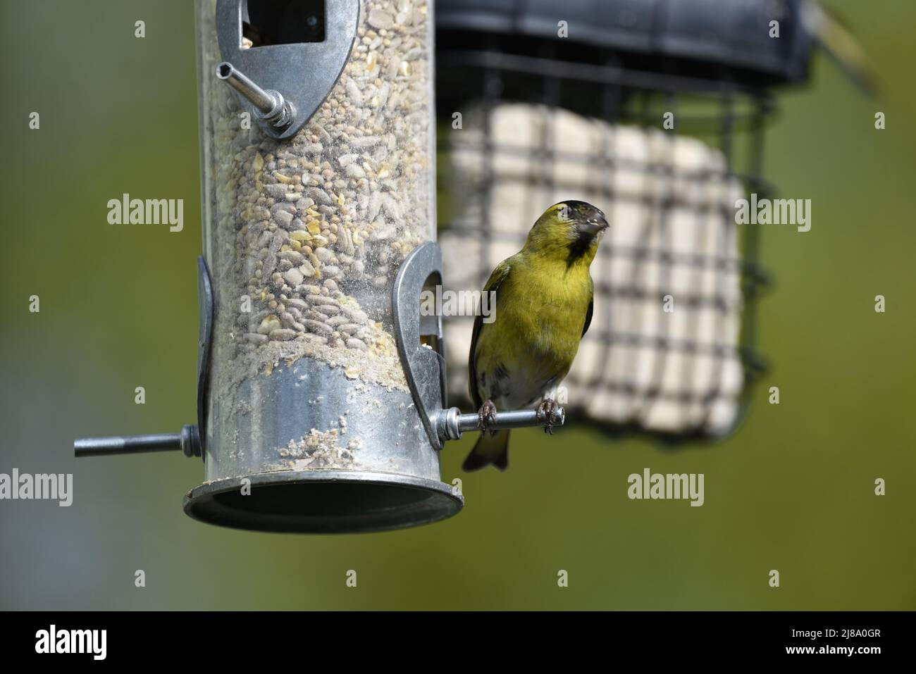 Close-Up of a Male Eurasian Siskin (Carduelis spinus) Perched on the Peg of a Mixed Seed Feeder in the Sun, Looking Skywards, Against Green Background Stock Photo