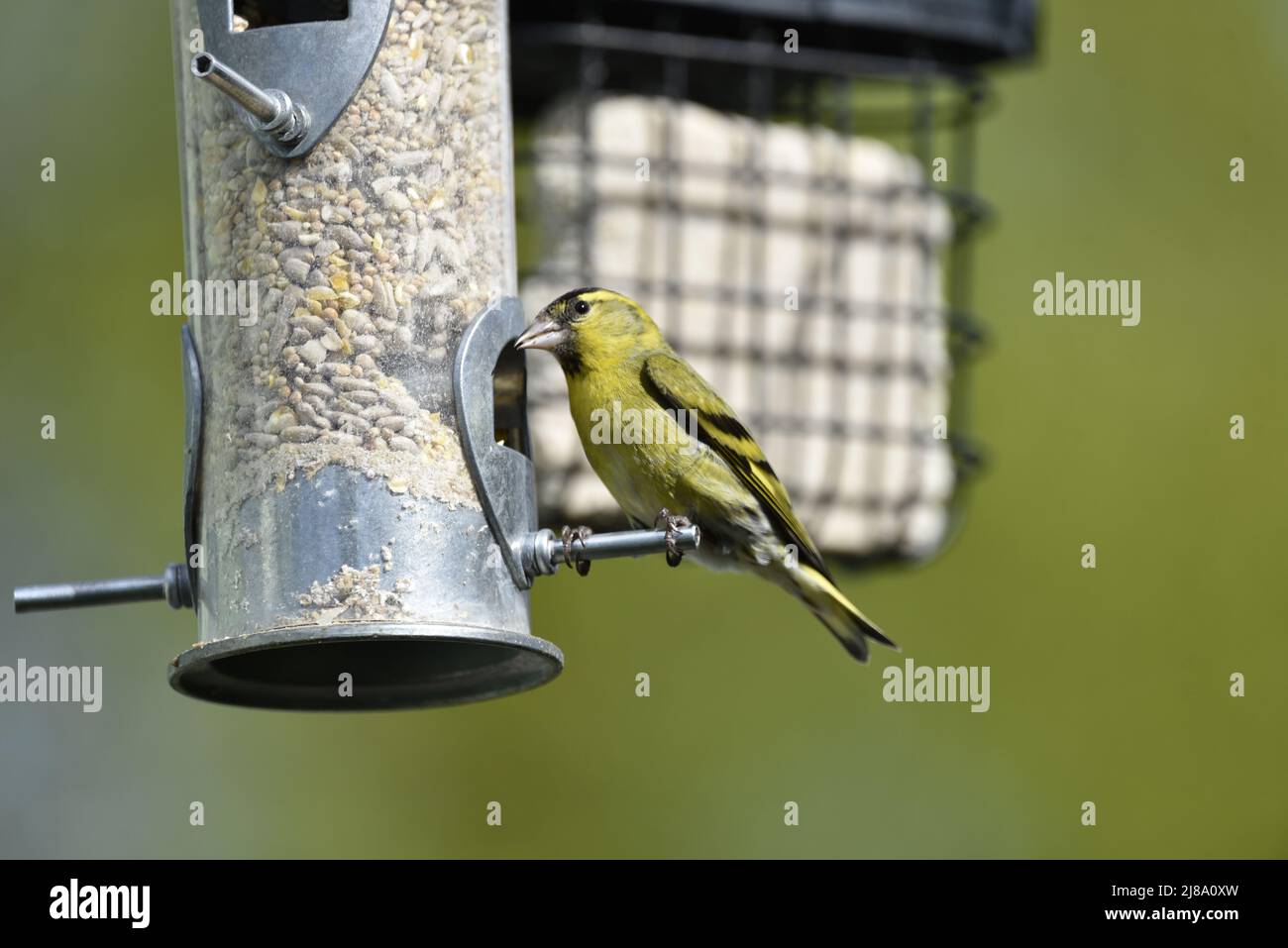 Close-Up Left-Profile Image of a Male Eurasian Siskin (Carduelis spinus) Perched on the Peg of a Seed Feeder in the Sun Against a Green Background Stock Photo