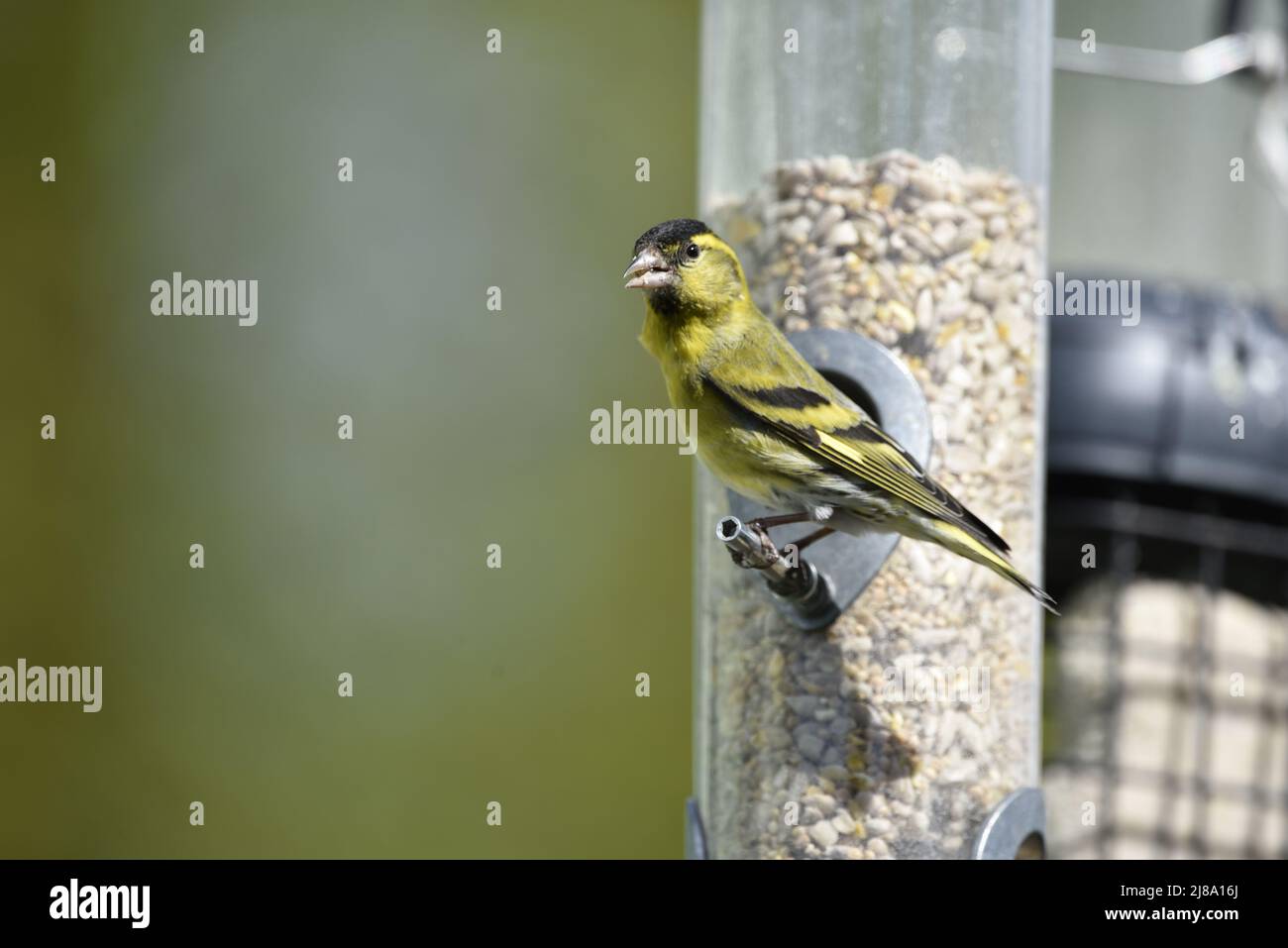Close-Up Left-Profile Image of a Male Eurasian Siskin (Carduelis spinus) Looking Outwards from a Mixed Seed Feeder Peg, Against a Green Background Stock Photo