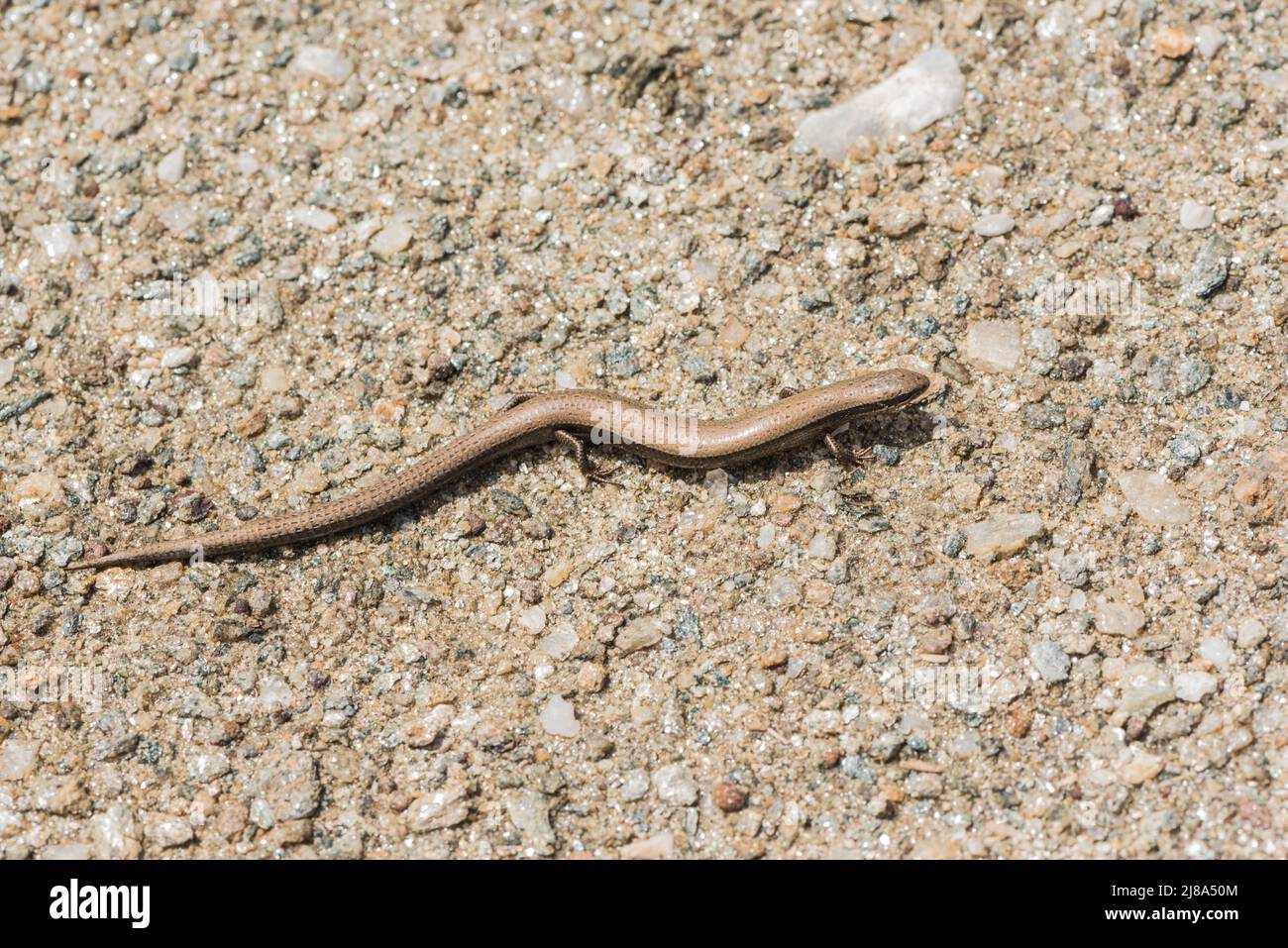 A Copper Skink (Ablepharus sp) Stock Photo