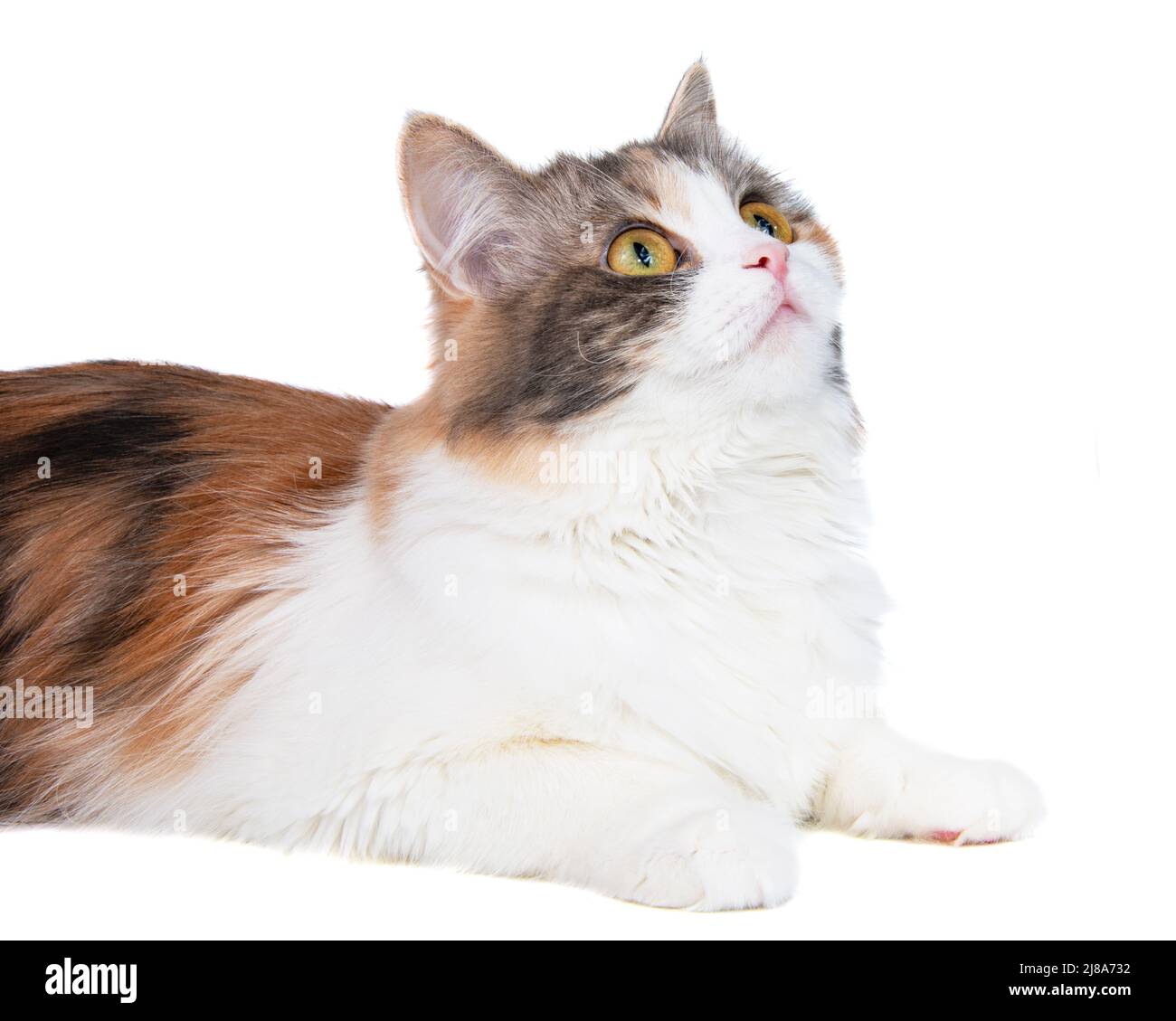 portrait of a purebred maine coon cat on a white background Stock Photo ...