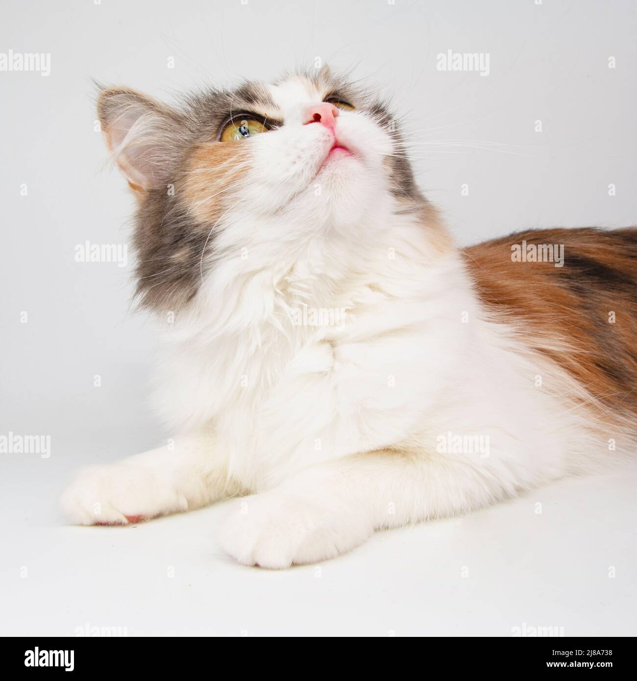 portrait of a purebred maine coon cat on a white background Stock Photo ...