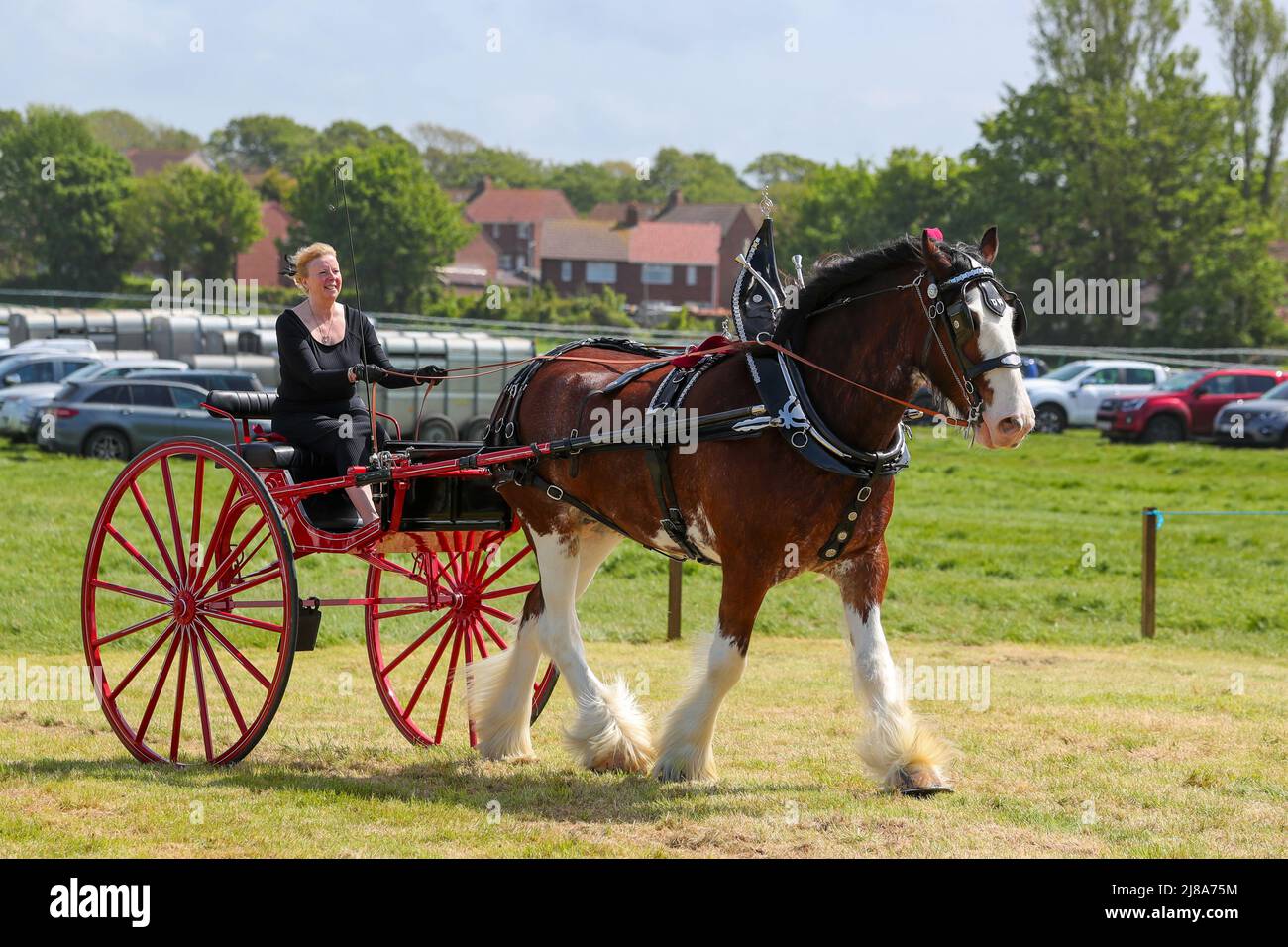 Ayr, UK. 14th May, 2022. After a gap of 2 years because of Covid regulations, Ayr County Show returned to Ayr Racecourse with exhibitions, displays and competitions covering all aspects of agricultural and rural life along with sporting challenges in 'Tug o' War' for both men's and women's teams. The event, thought to be one of the biggest of its kind in Scotland, attracted 1000's of spectators who enjoyed the warm and sunny weather. Credit: Findlay/Alamy Live News Stock Photo