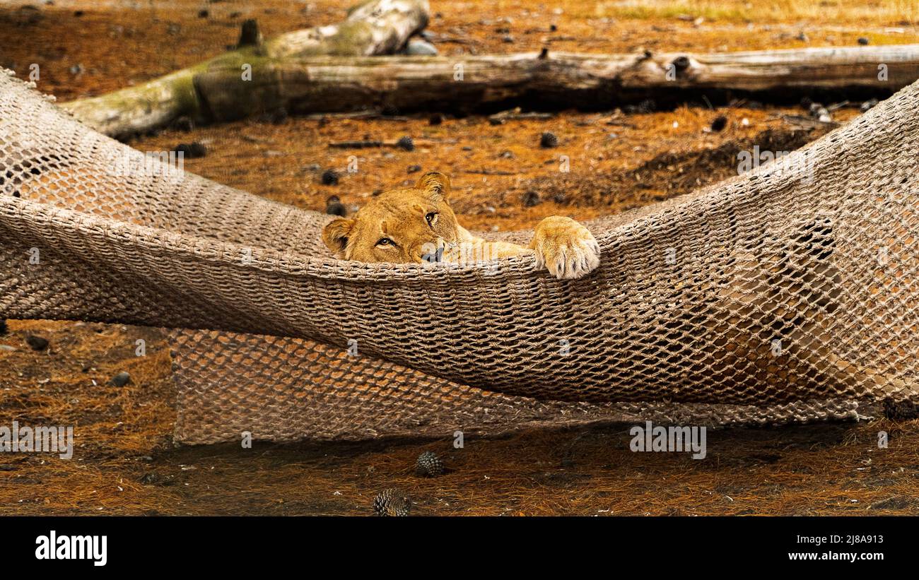 Lion Lounging in santuary Stock Photo