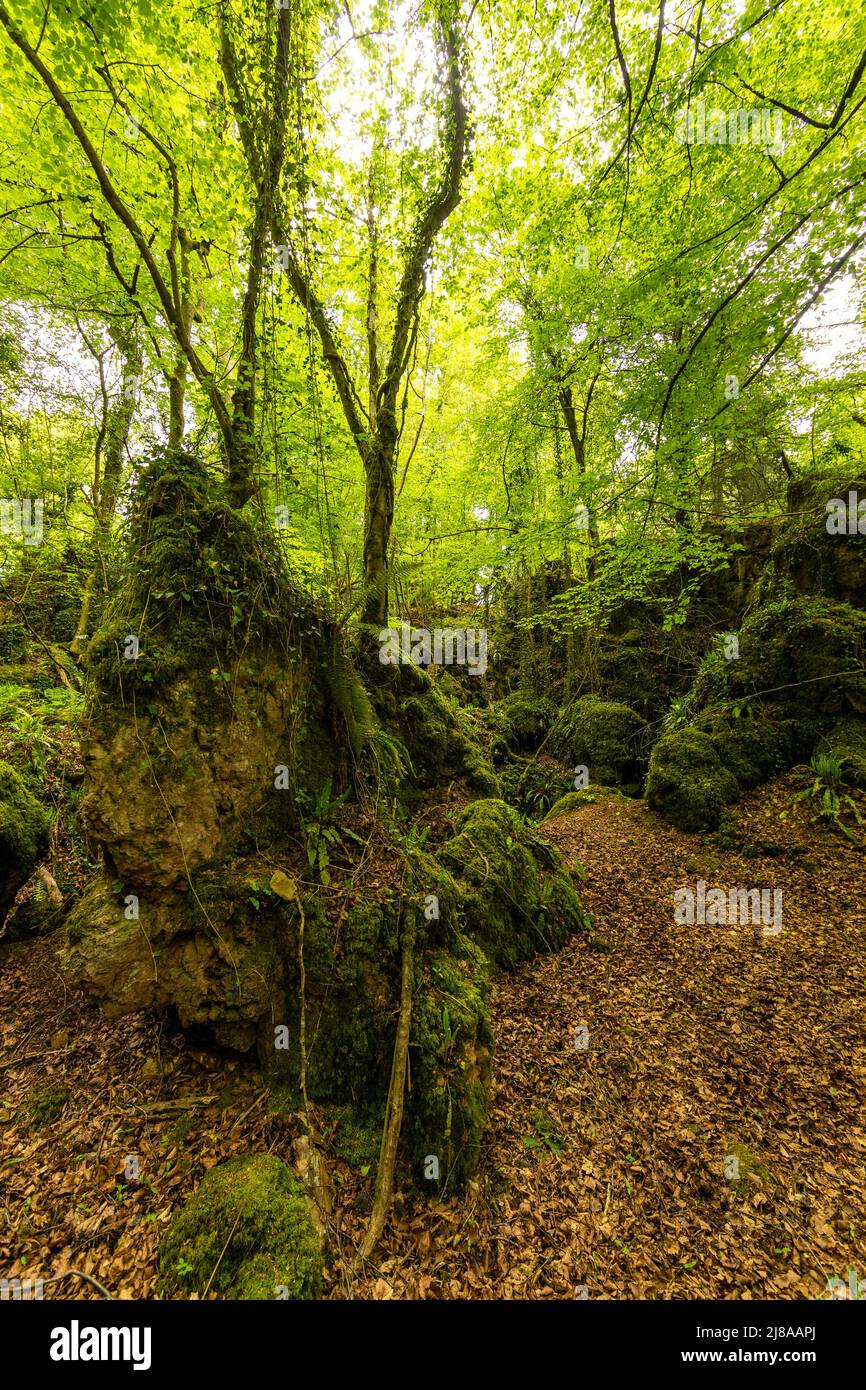 Devil's Chapel scowles, Lydney Park Estate, Gloucestershire. UK Stock
