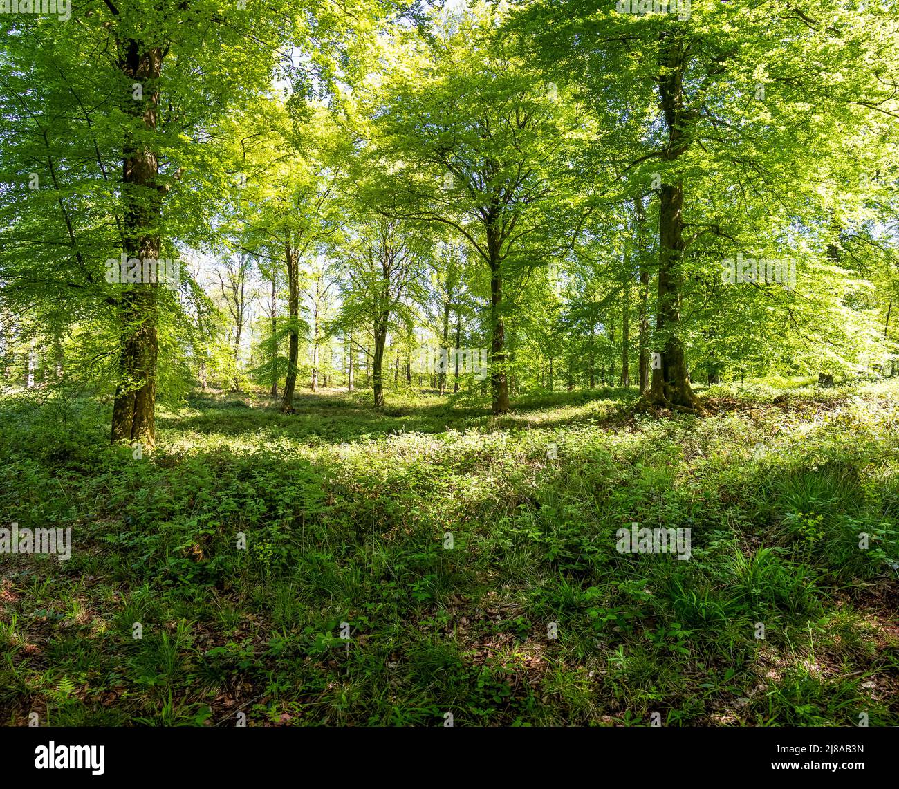 Managed mature oak woodland. Lydney Park Estate, Gloucestershire. UK