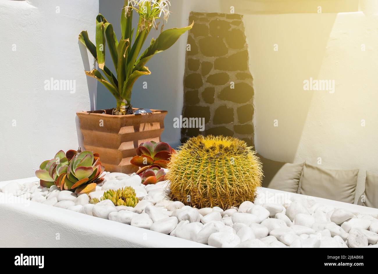 Various real cacti in Mediterranean home garden in hot climate with white decorative stones. Big ball shape is Barrel cactus. Stock Photo