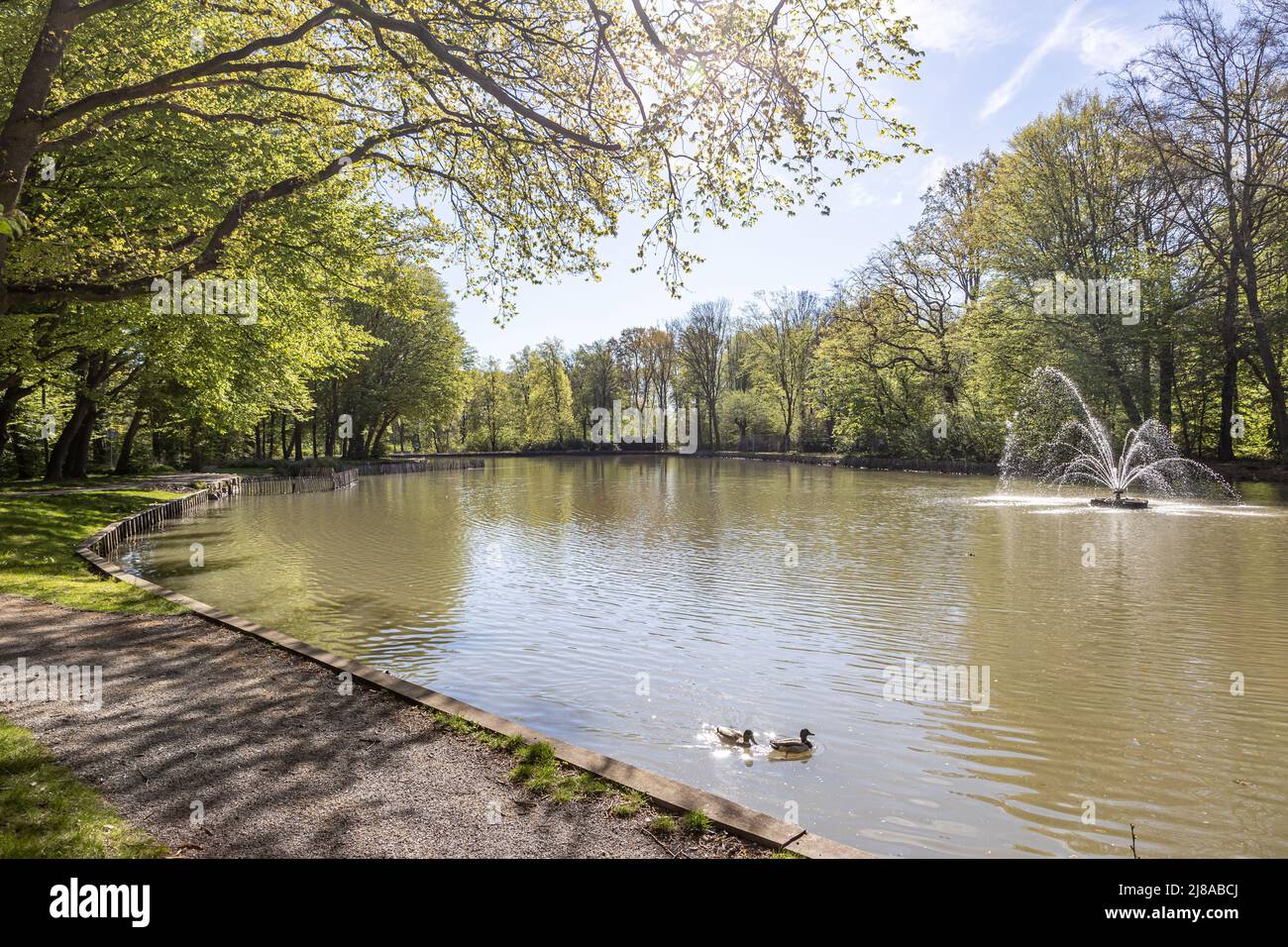 Peaceful scene of a pond with calm water with a fountain and two ducks, lush green trees in the background, sunny spring day at Heidekamp park in Stei Stock Photo