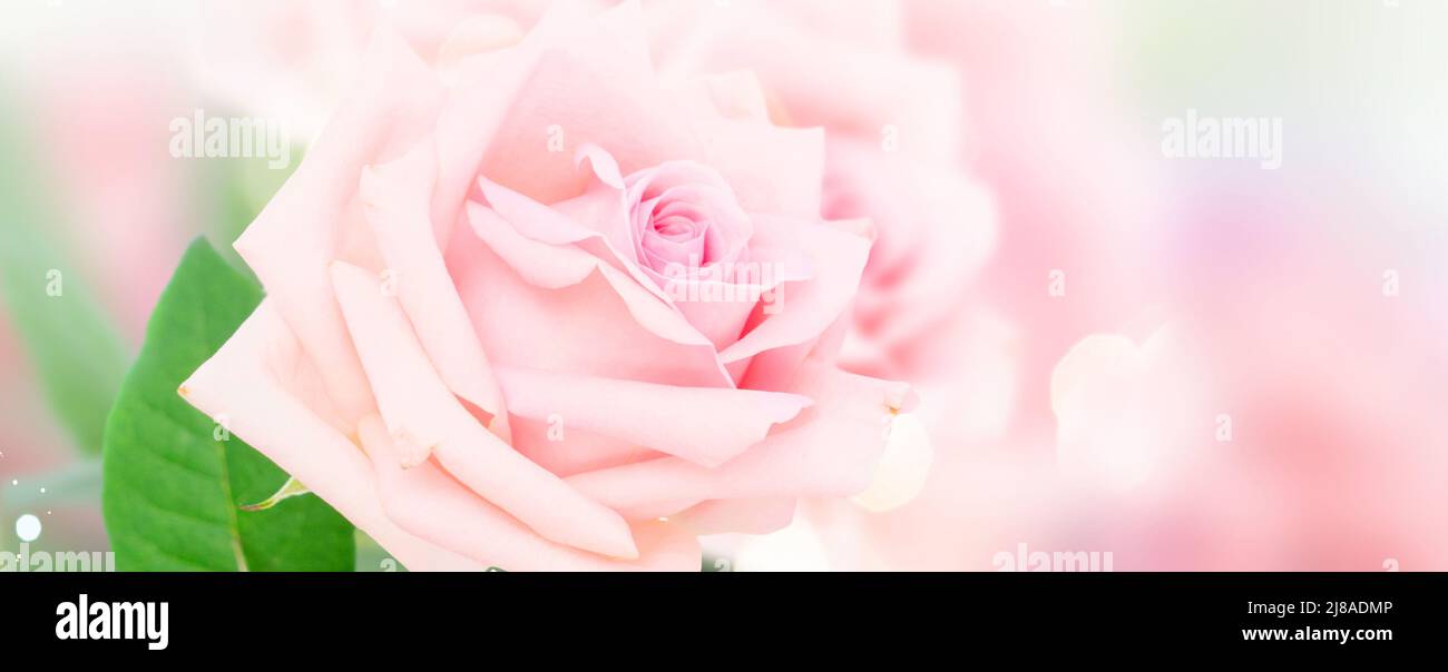 Pink blooming roses Stock Photo - Alamy
