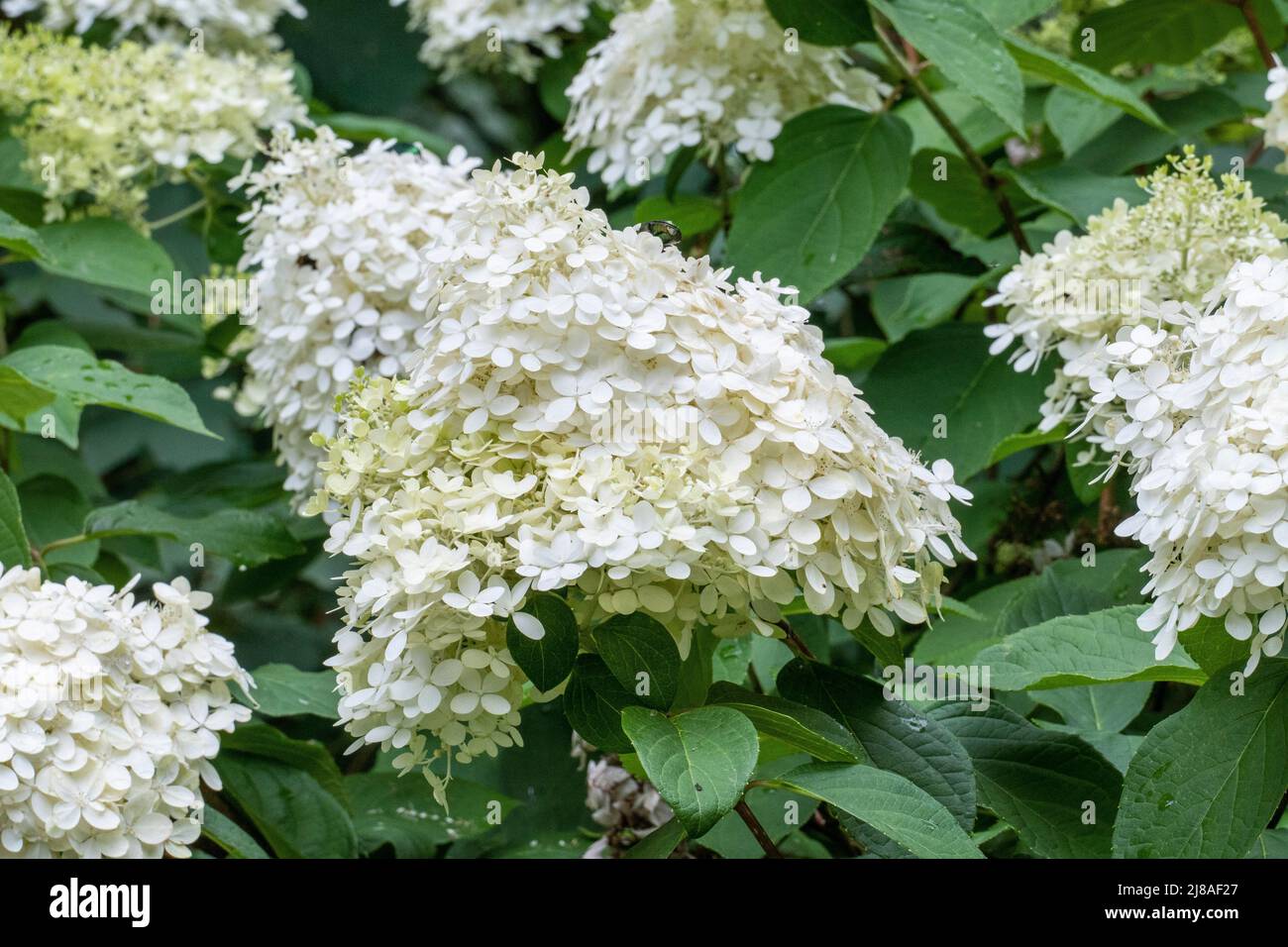 Wild lilac with white flowers in may Stock Photo