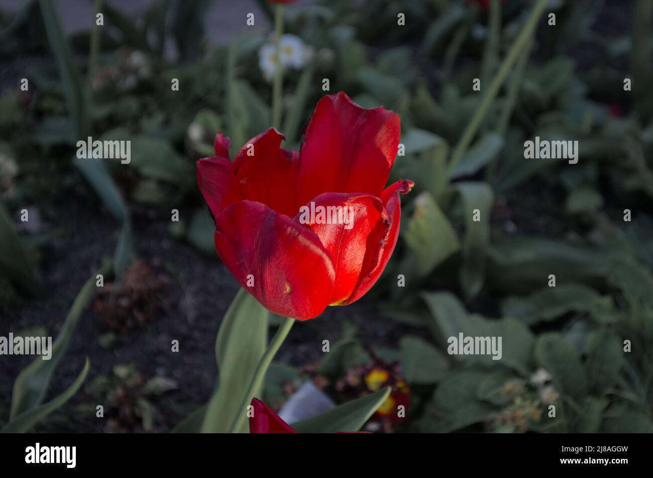 Flowers planted near a war memorial to honour all who died Stock Photo ...