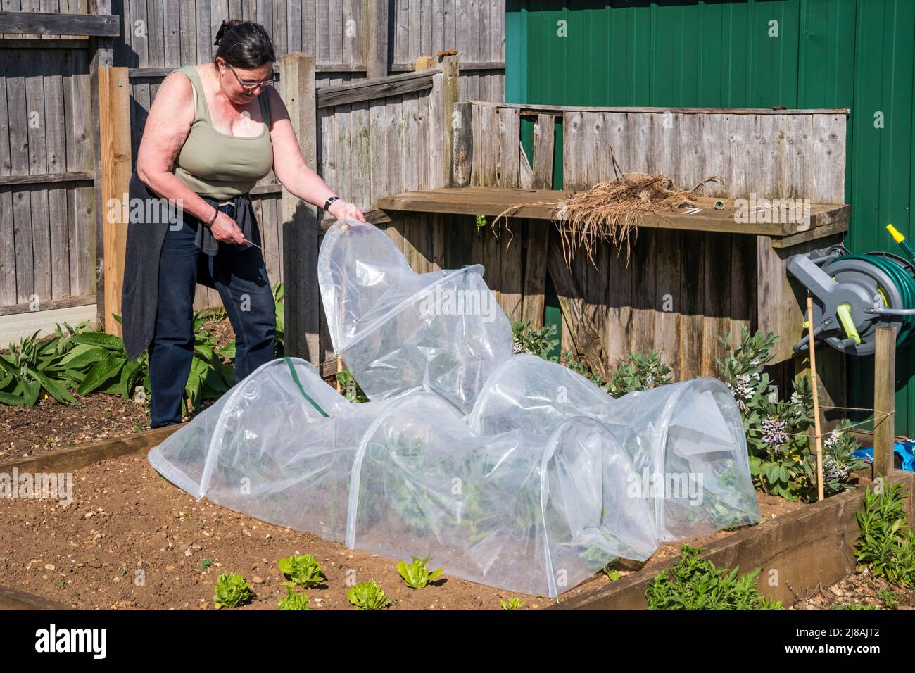 Woman building a pair of plastic cloches on a vegetable bed to warm the soil & protect young plants. Stock Photo