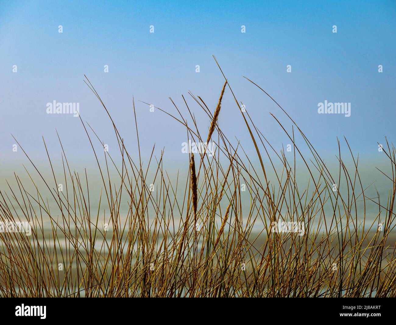 Grain of sand up close hi-res stock photography and images - Alamy