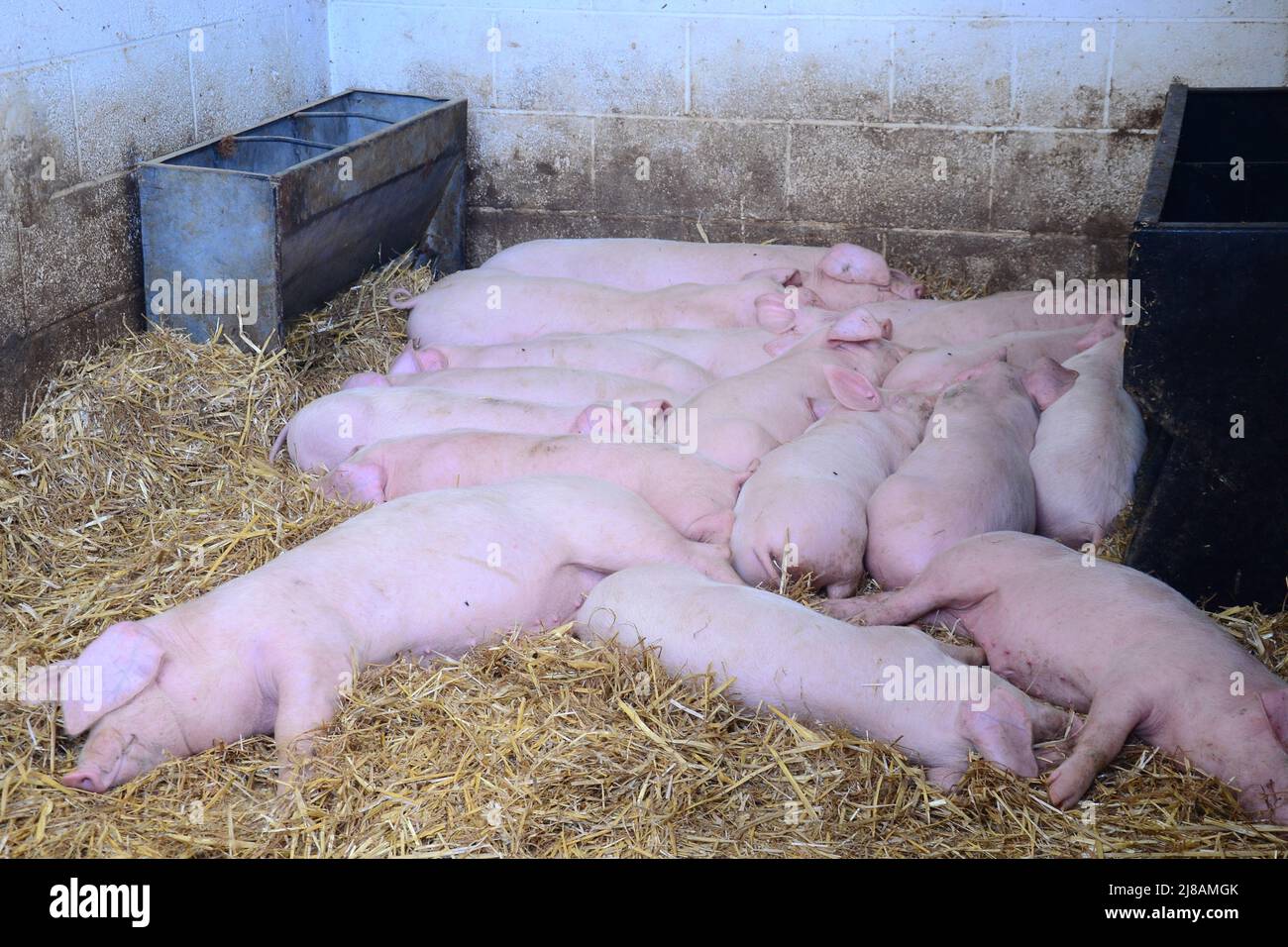 Manchester, UK, 14th May, 2022. Pigs sleep at Wythenshawe Community Farm, Manchester, UK. The National Pig Association (NPA) said in May that 80% of UK pig producers could go out of business within a year unless Tesco pays more for its pork. In an open letter to Tesco on 5th May, Rob Mutimer, NPA chairman, accused Tesco of 'continued inaction'. The NPA said other supermarkets had agreed more support for farmers, when costs are increasing. The media reported that Tesco said it 'would like to do more' and was 'working with our suppliers'. Credit: Terry Waller/Alamy Live News Stock Photo