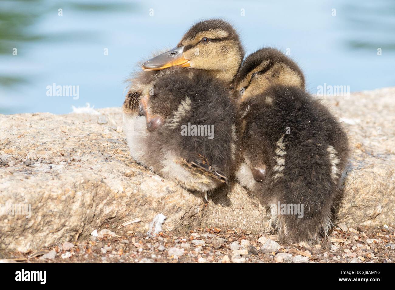 Two ducklings at the Cemetery Lake on Southampton Common Stock Photo