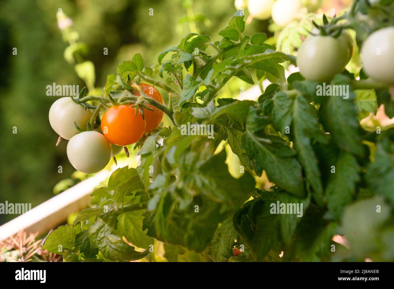 Plant Husky Cherry Red Tomatoes for Sweet, Juicy Fruits All Summer Long | Tips on Care & Placement