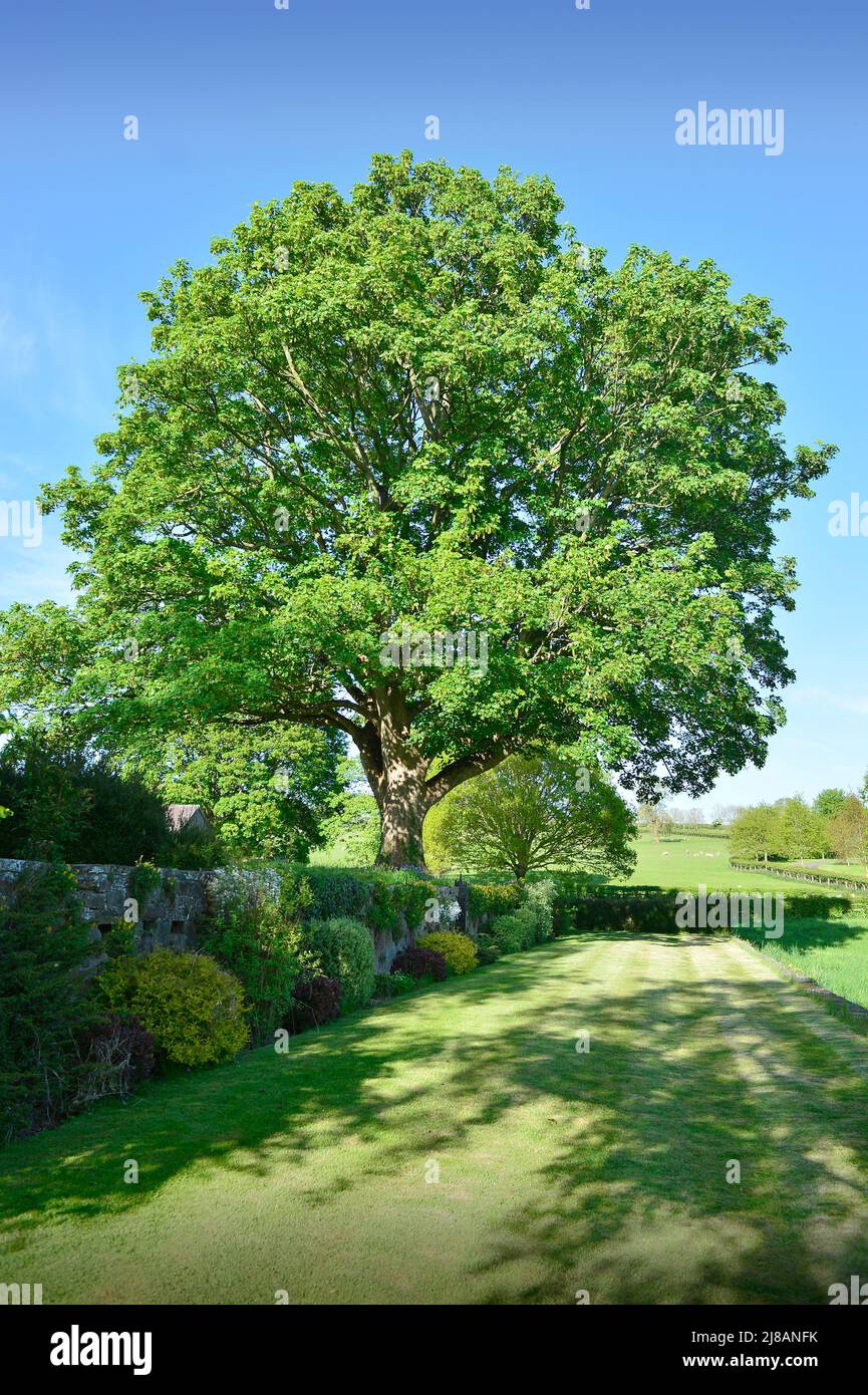 Sycamore Tree Masham North Yorkshire England Stock Photo