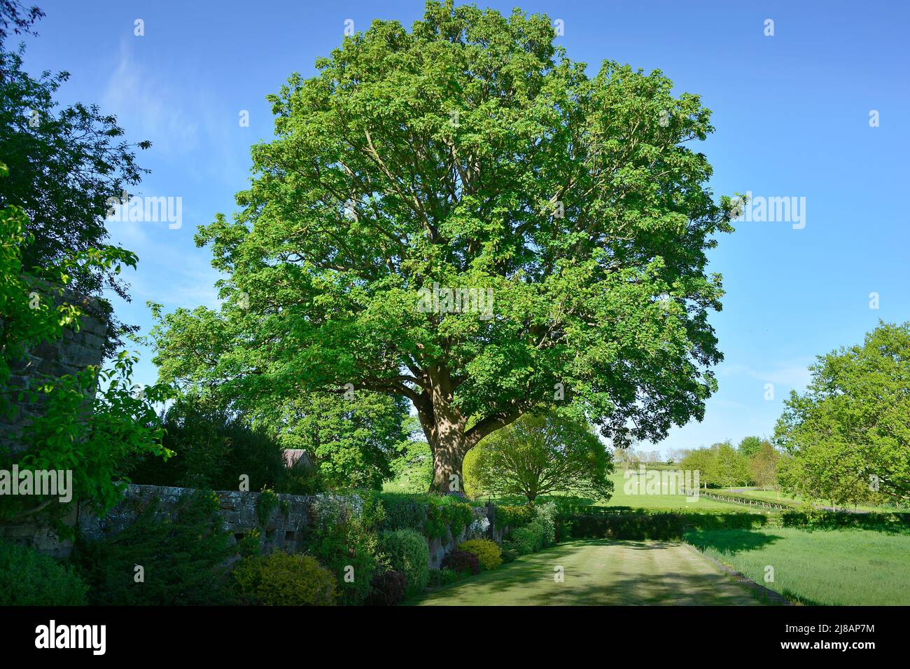 Sycamore Tree Masham North Yorkshire England Stock Photo