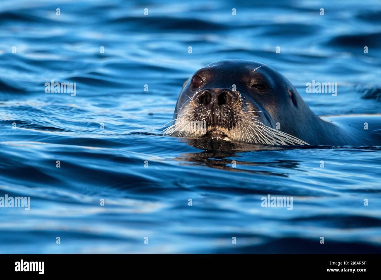 Seals swimming in water sunset hi-res stock photography and images - Alamy