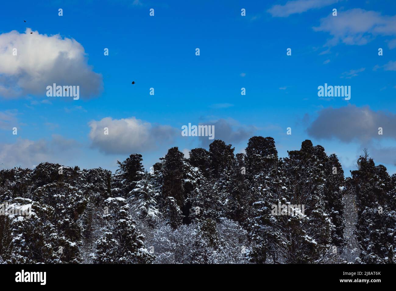 Scenic winter view pine forest hi-res stock photography and images - Alamy