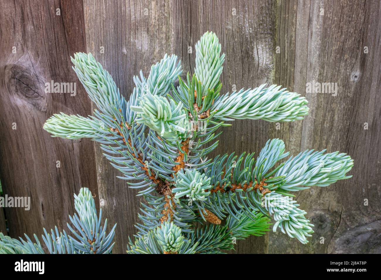 Beautiful new young shoots of blue spruce (Picea pungens glauca) against a wooden background Stock Photo
