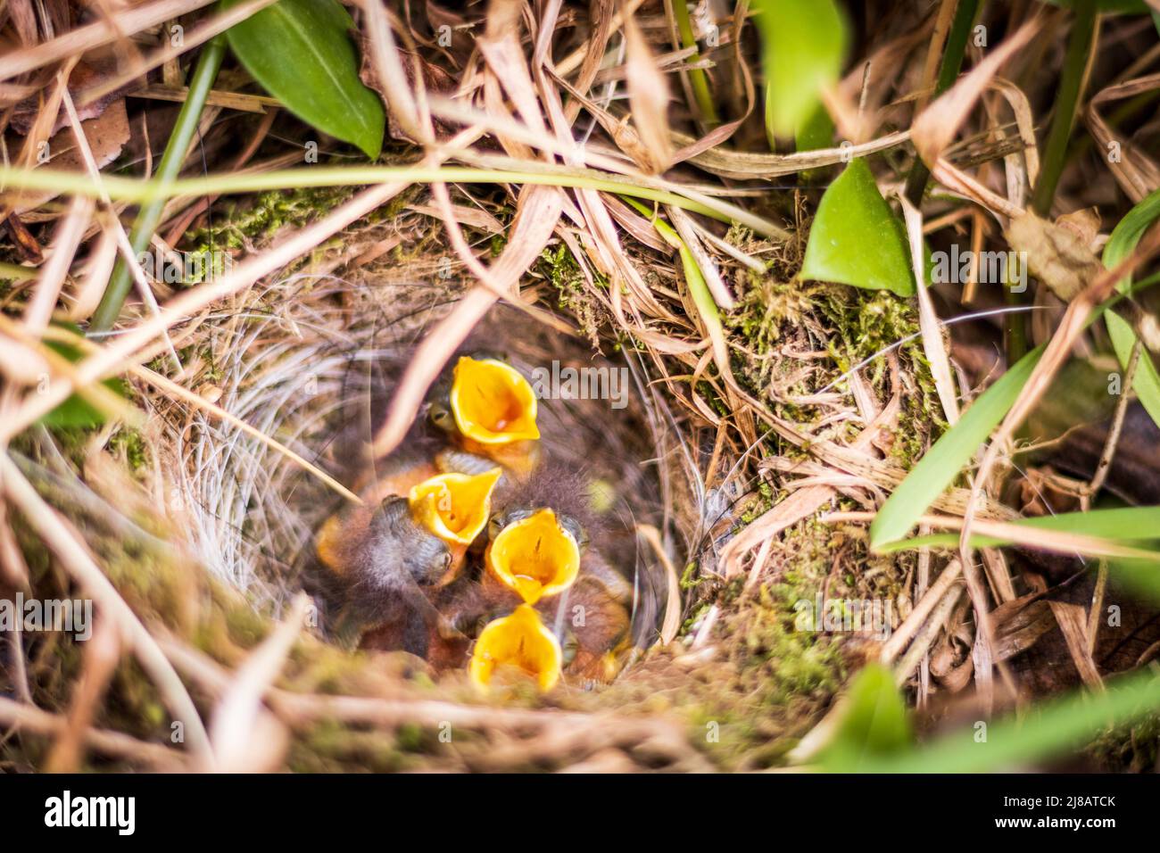 Small birds together in nest, waiting for mother bird with food