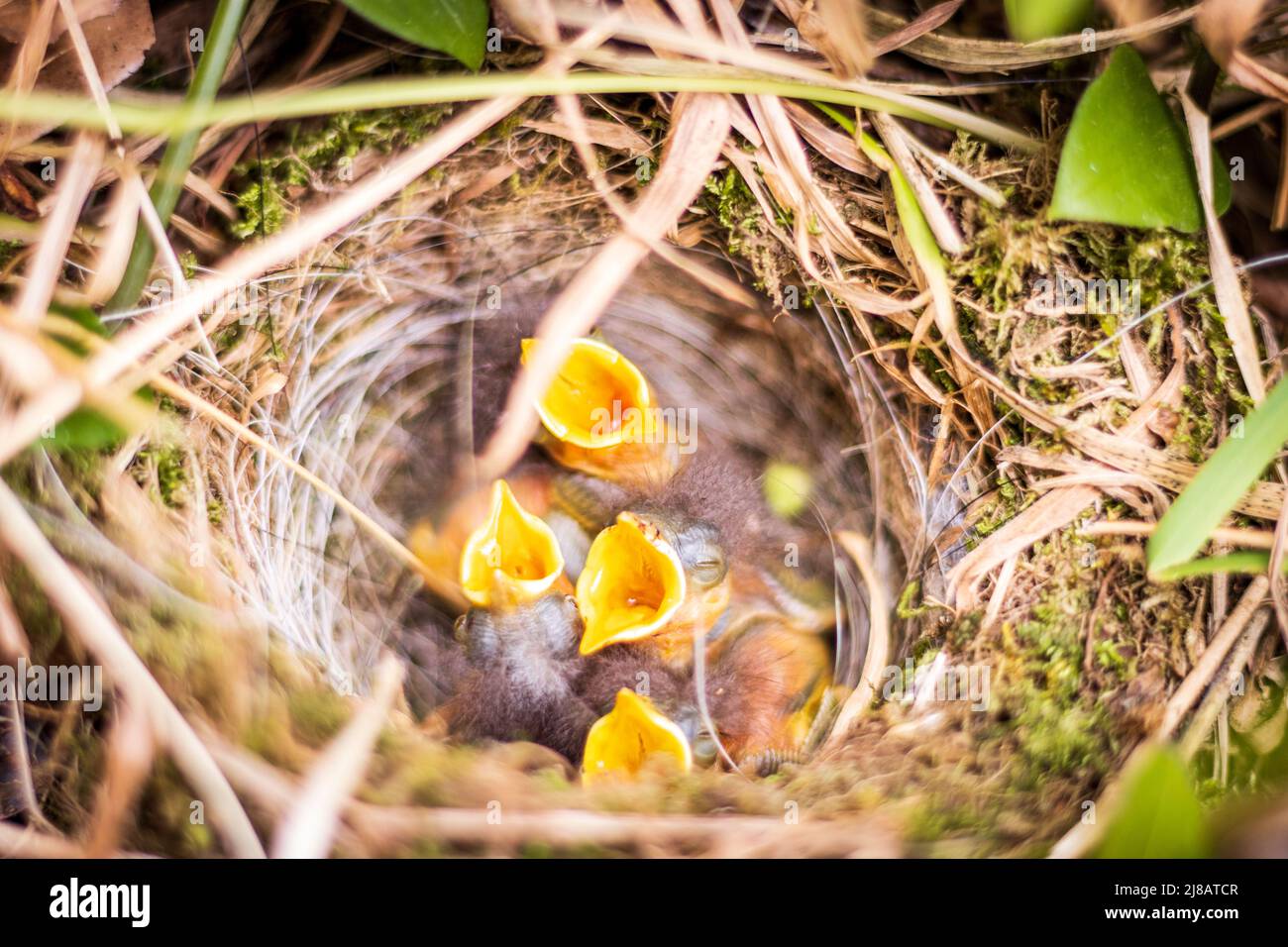 Small birds together in nest, waiting for mother bird with food