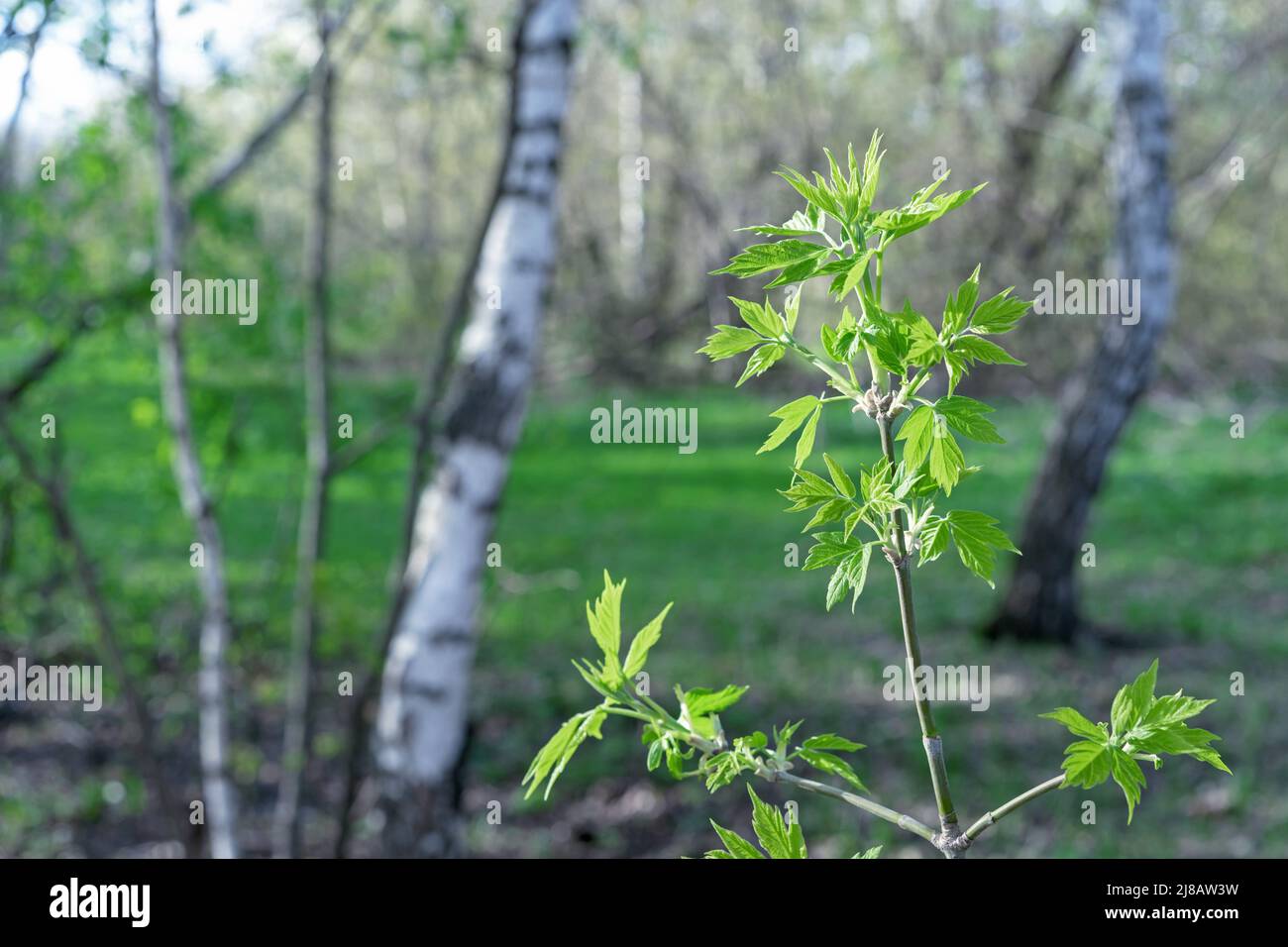 Young green leaves of the ash-leaved maple in the spring forest. Stock Photo