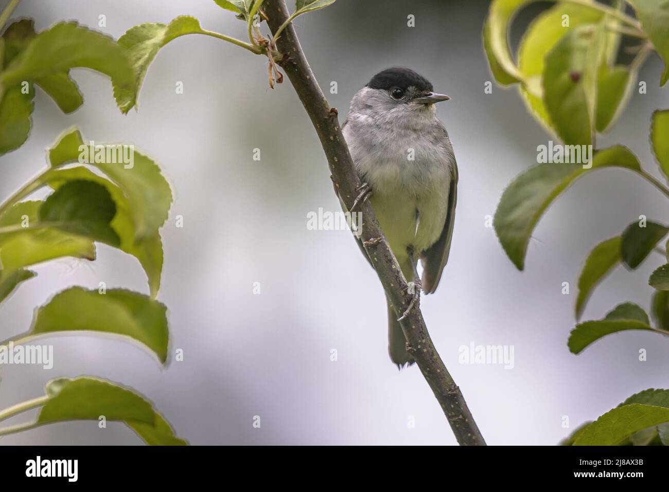 Male Blackcap (Sylvia atricapilla) Perched on a branch against a blurred background Stock Photo