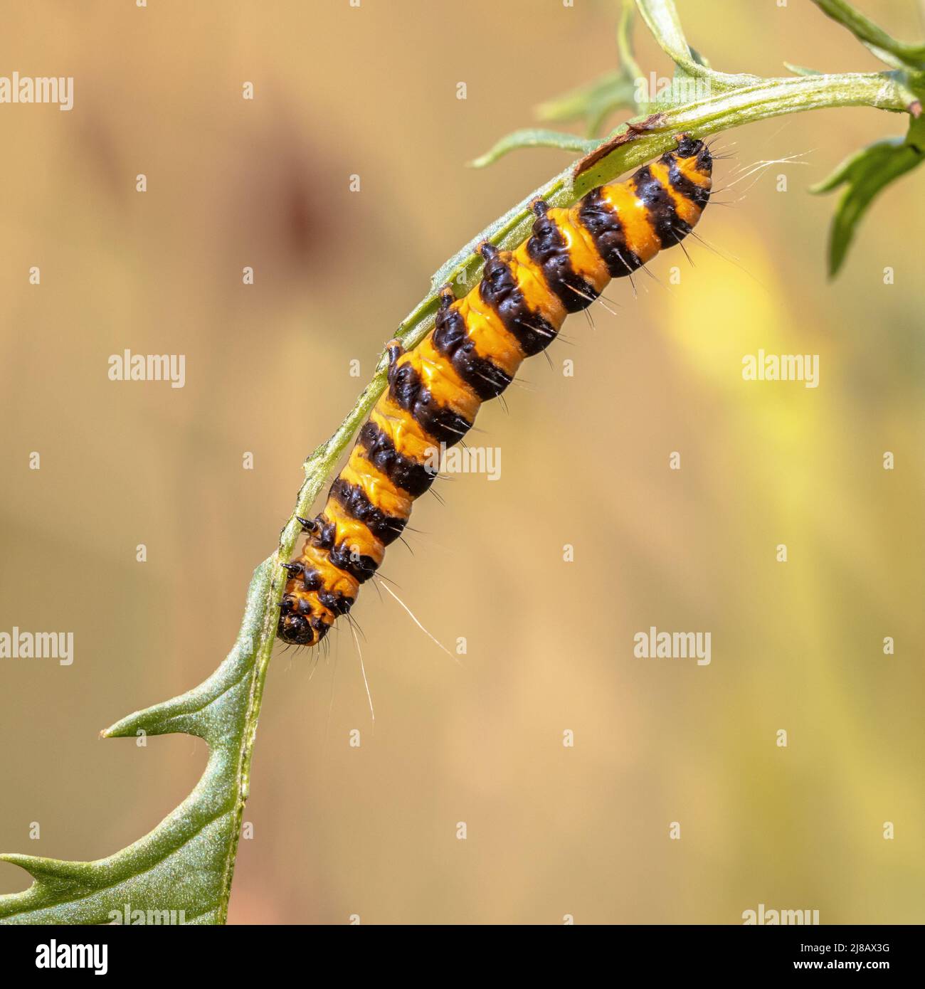 Caterpillar larvae of Cinnabar moth (Tyria jacobaeae) eating leaf of Ragworth (Jacobaea vulgaris). This insect is introduced in some countries as a pe Stock Photo