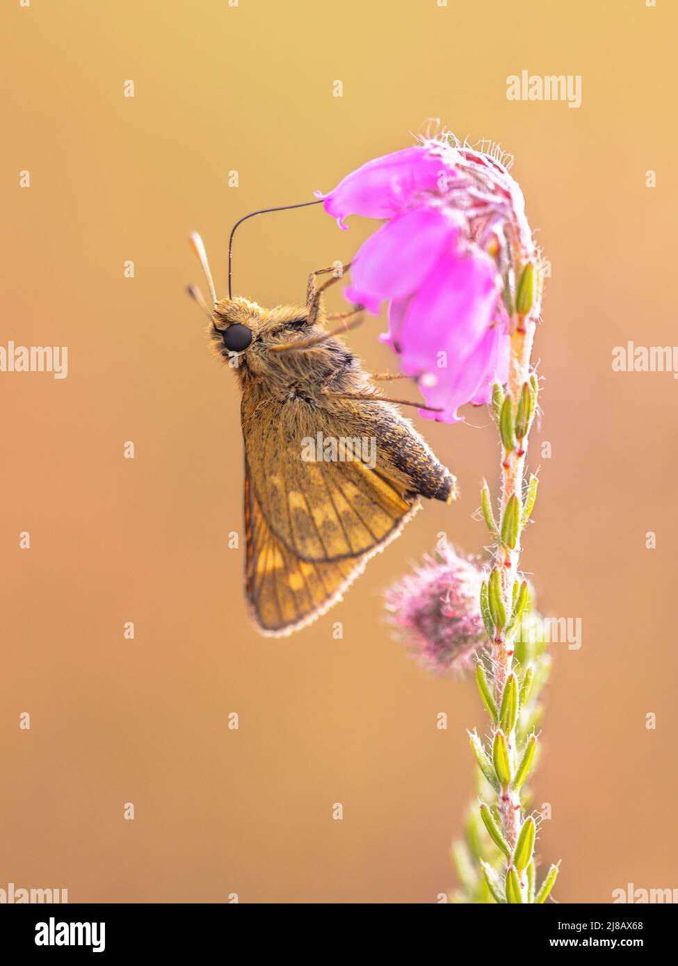 Large skipper (Ochlodes sylvanus) is a Butterfly of the family Hesperiidae. Drinking nectar of heath flower (Erica tetralix). Netherlands Stock Photo